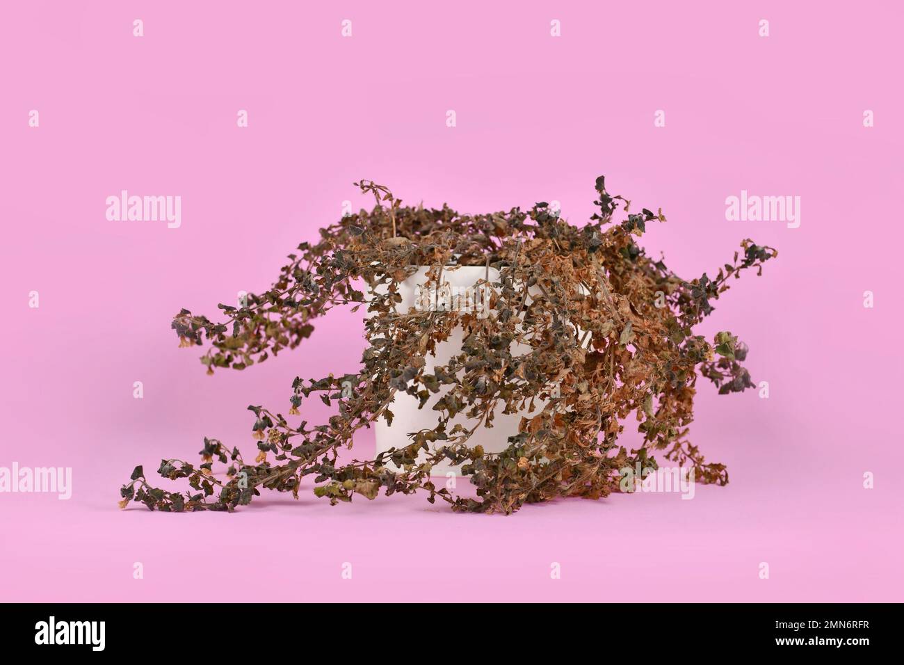 Vernachlässigte getrocknete Hebe-Pflanze in weißem Blumentopf auf rosa Hintergrund Stockfoto