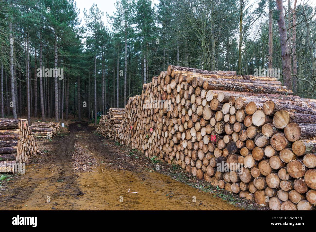 Gestapeltes Schnittholz auf dem Sandringham Estate in Norfolk. Stockfoto