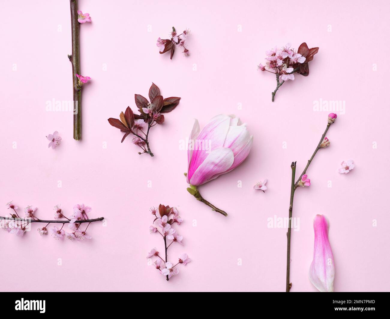 Muster mit Kirschblüten und Magnolienblüten auf pinkfarbenem Hintergrund. Flach. Frühlingsatmosphäre. Stockfoto