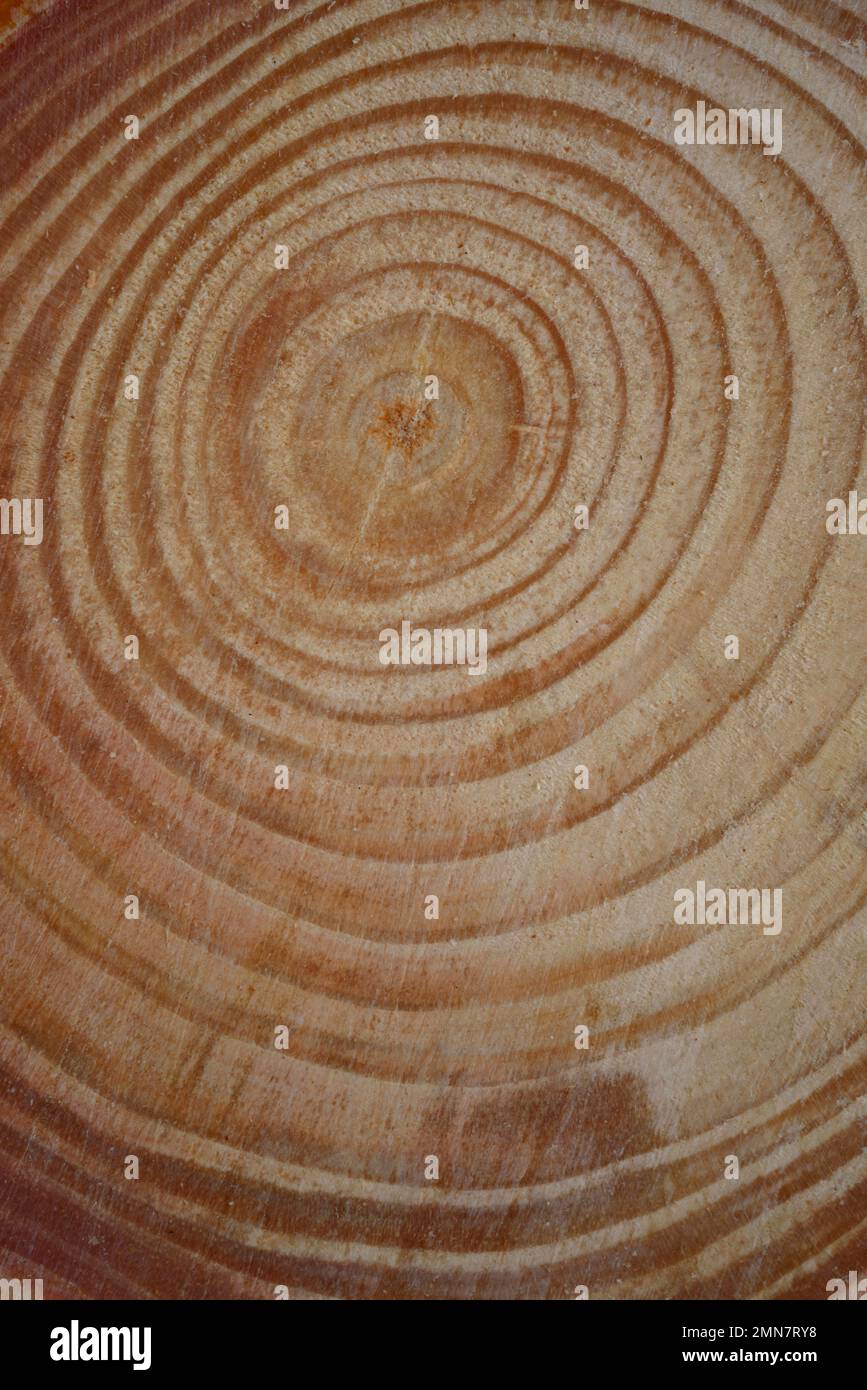Eine Nahaufnahme von Baumwuchsringen. Stockfoto
