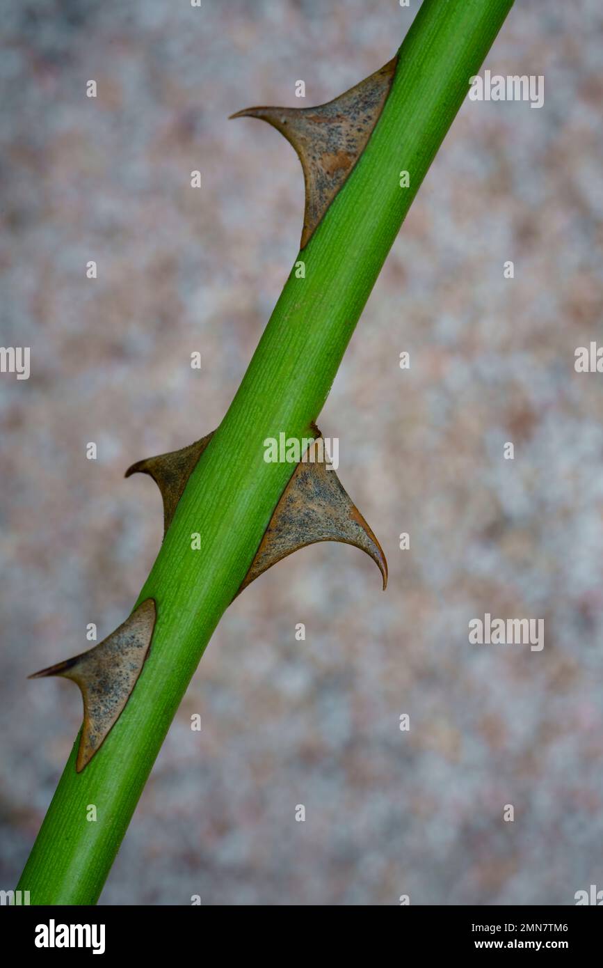Eine Nahaufnahme von Rose Thorns. Stockfoto