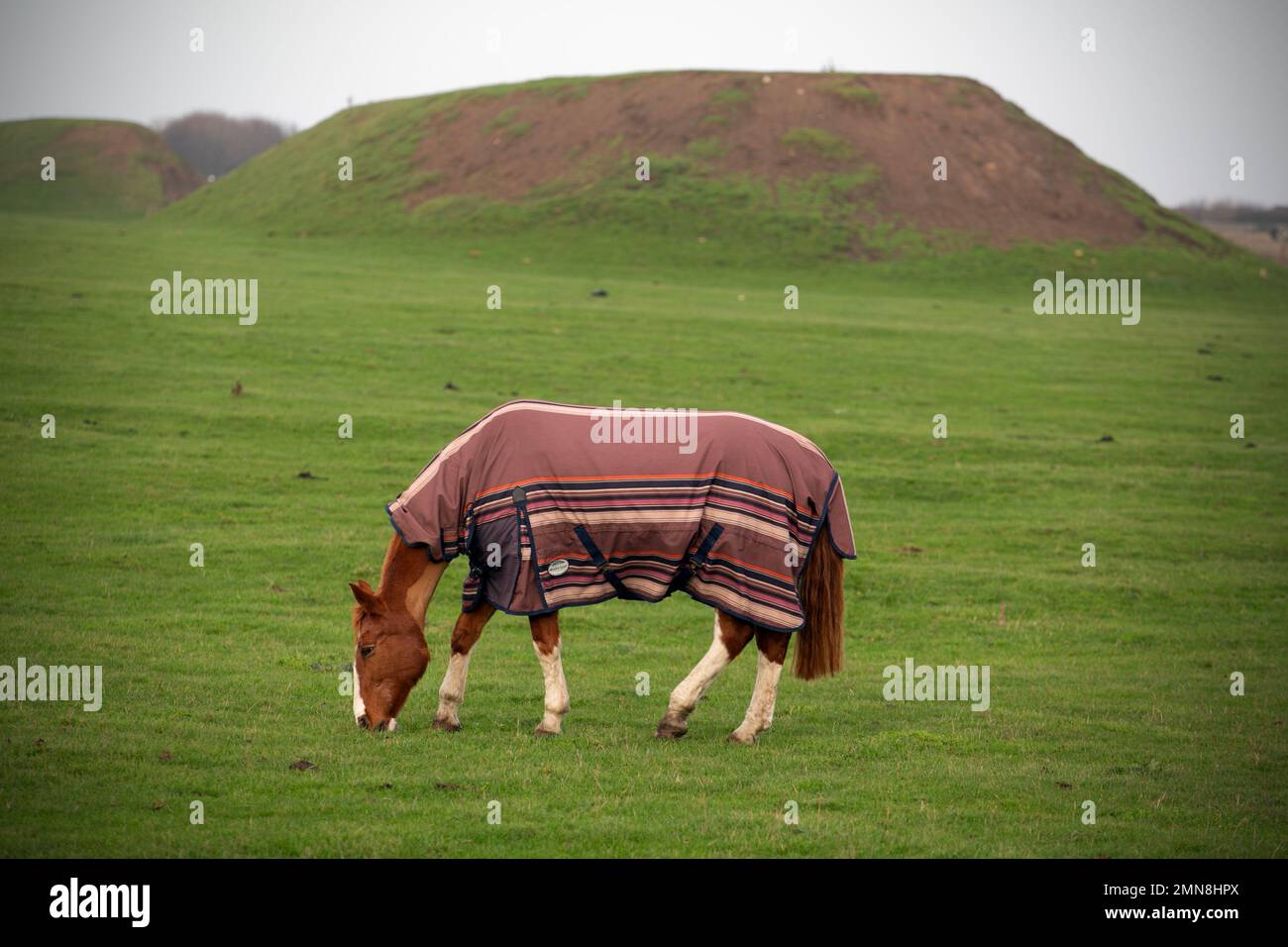 Ein Pferd grast vor geheimnisvollen Hügeln, die in Wirklichkeit die Hintern eines Gewehrlagers aus dem Ersten Weltkrieg sind. Der Pub Walk in South Shi Stockfoto