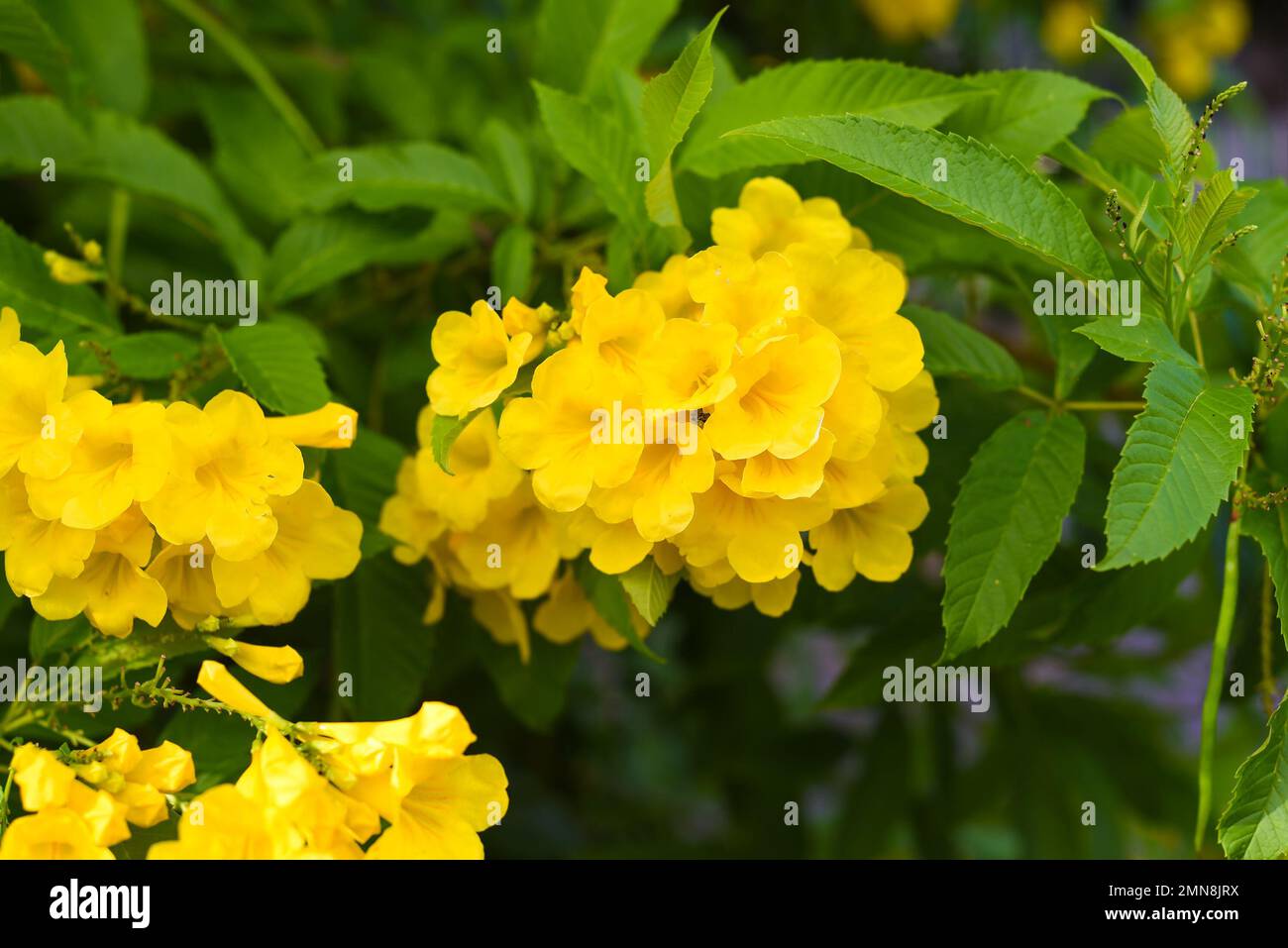 Tecoma-stans-Blumen wachsen in Vietnam Stockfoto