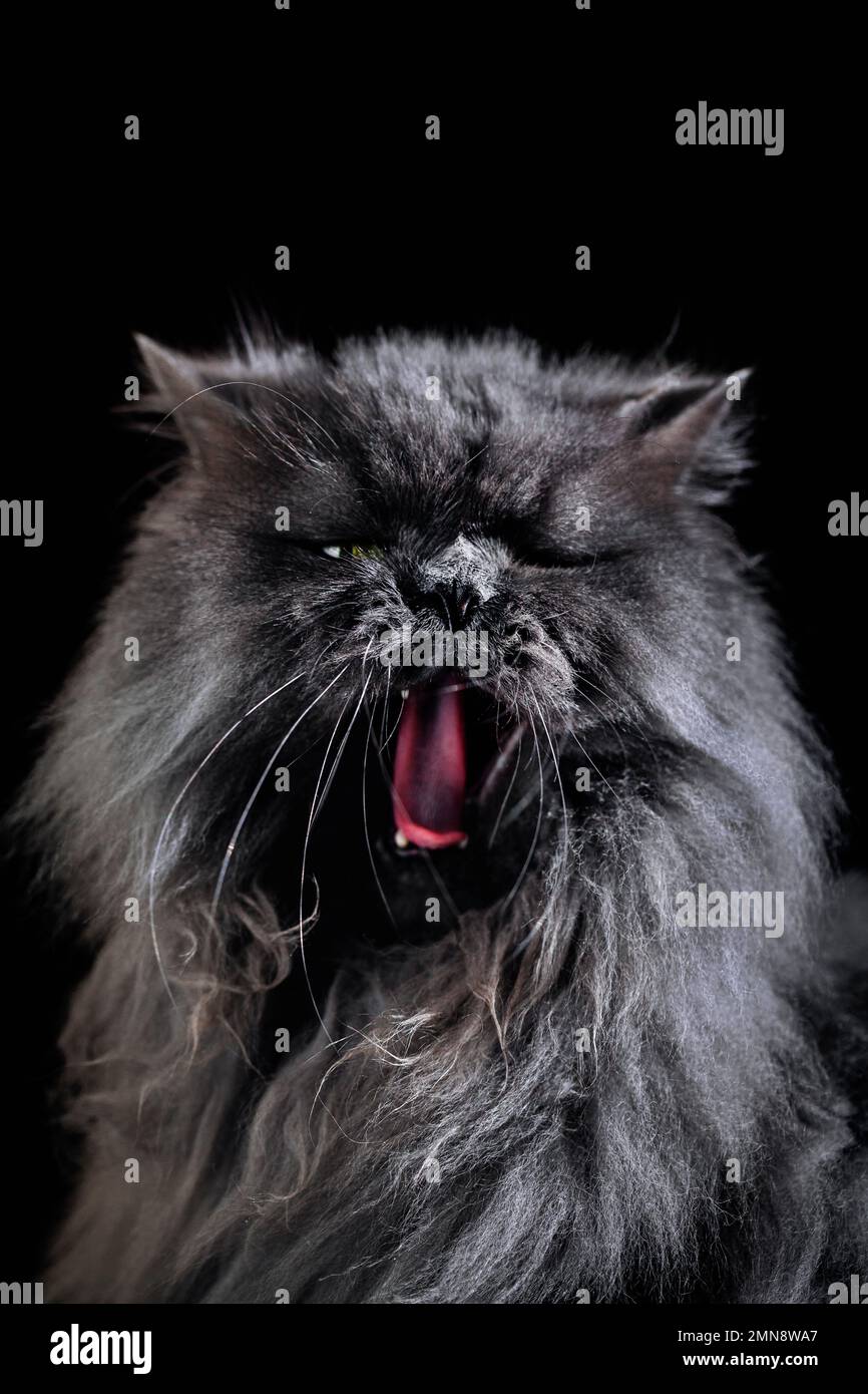 Graue persische Katze, gähnt mit offenem Mund und zeigt Zähne. Stockfoto