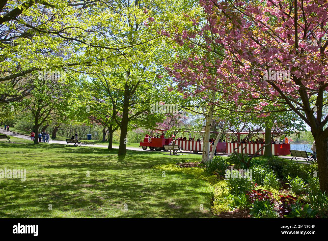 Kirschblüte - Zugfahrt im High Park im Frühling Stockfoto