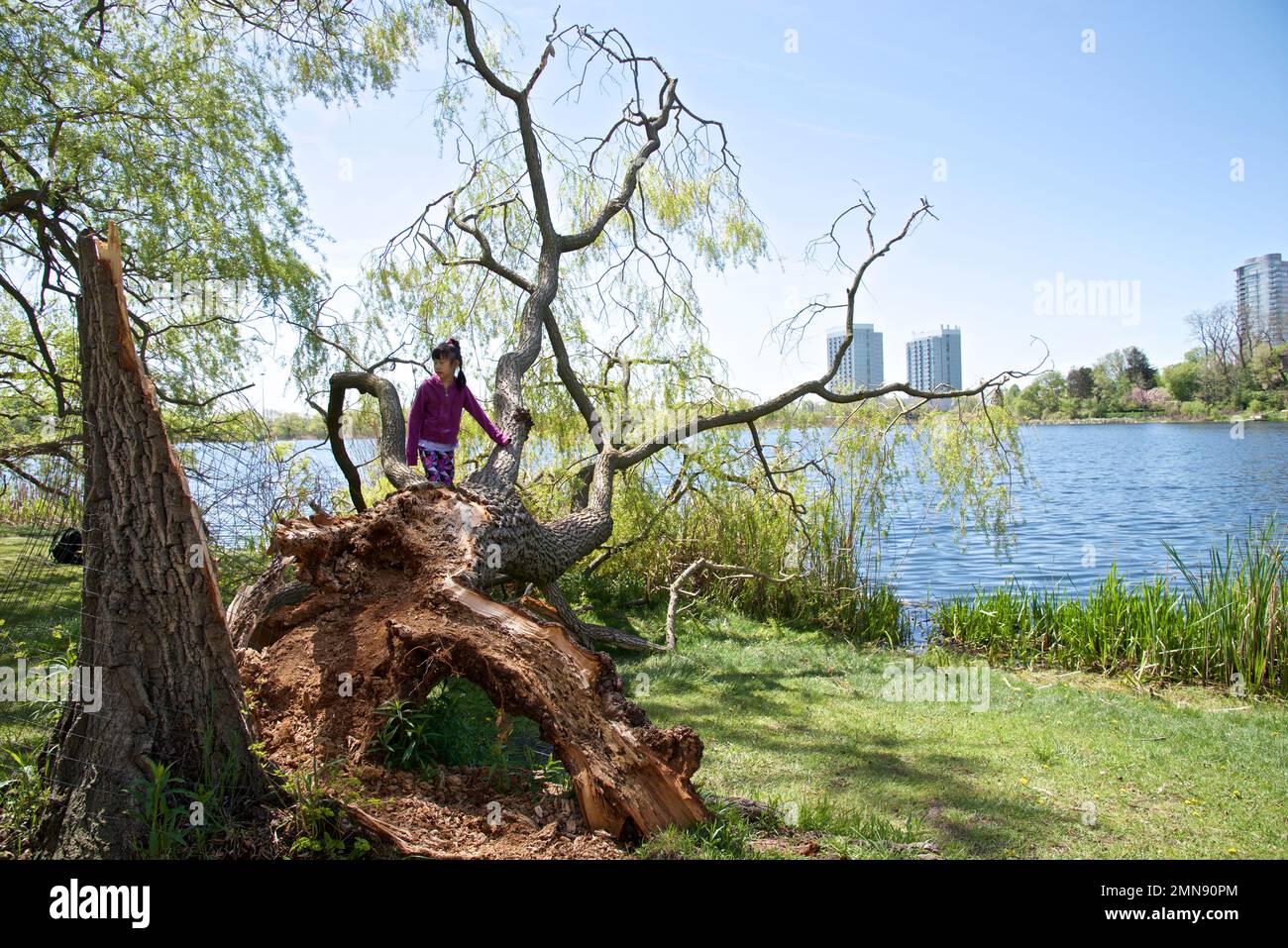 Starke Winde und starker Regen führen zum Umstürzen von Bäumen in einem Park Stockfoto