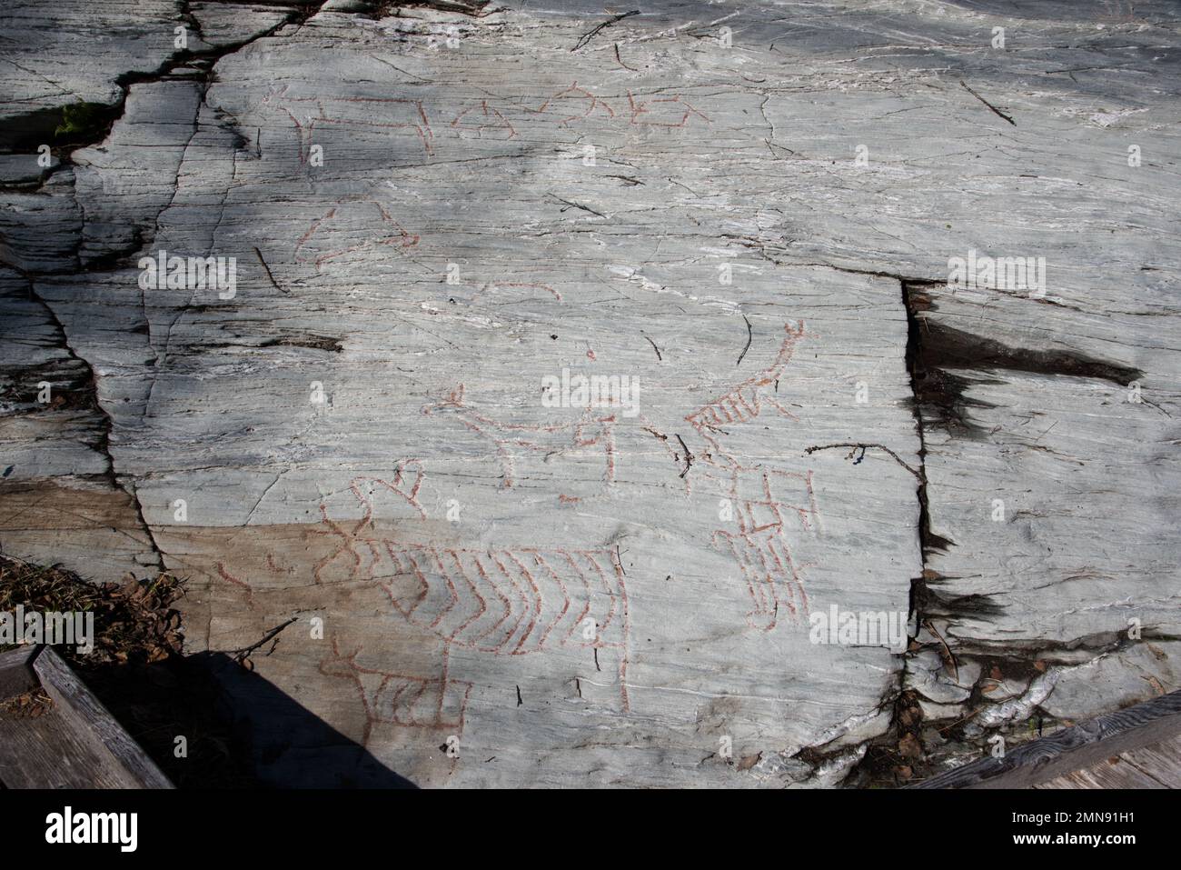 Vor fast 7000 Jahren bauten Steinfischer und Rentierhirten berühmte Felsschnitzereien in Kirkely in der Nähe von Tennes in Balsfjord in Nordnorwegen Stockfoto