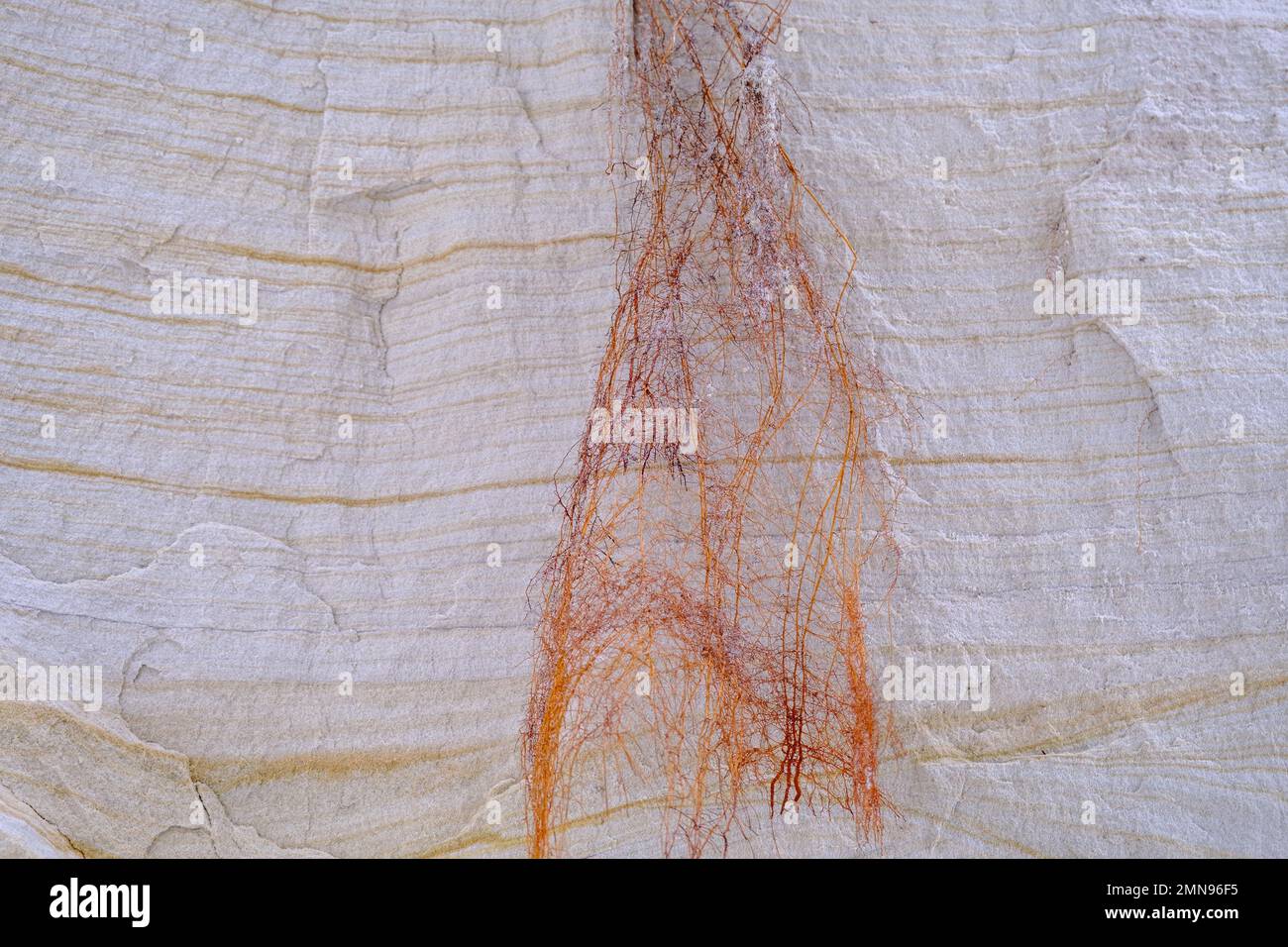 Natürliche Sandsteintextur Hintergrund Felsformationen Sandschichten mit Tonbodenschichten verschiedener Strukturen. Malerische Sandsteine. Pflanze Wurzel A Stockfoto