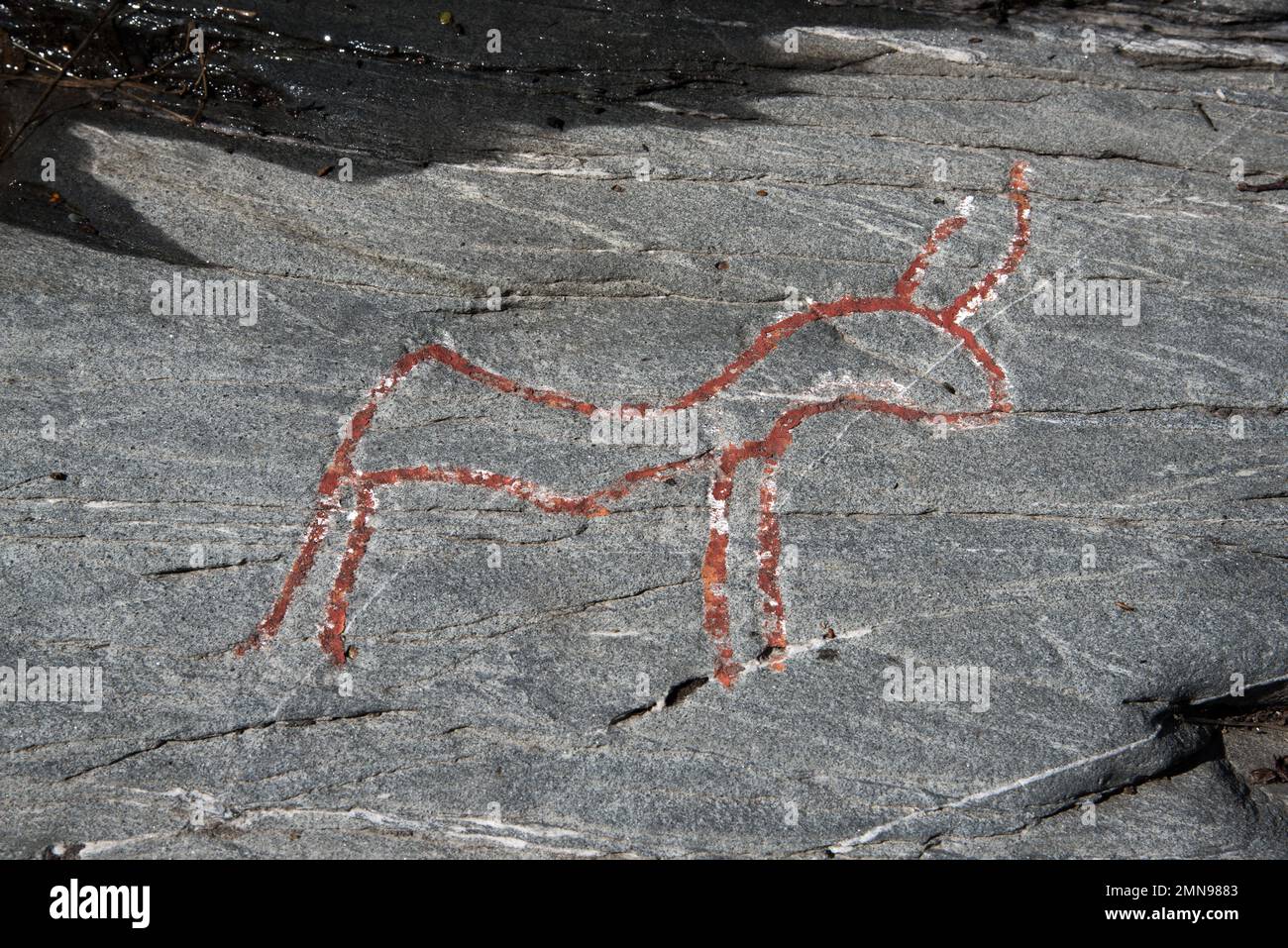 Vor fast 7000 Jahren bauten Steinfischer und Rentierhirten berühmte Felsschnitzereien in Kirkely in der Nähe von Tennes in Balsfjord in Nordnorwegen Stockfoto