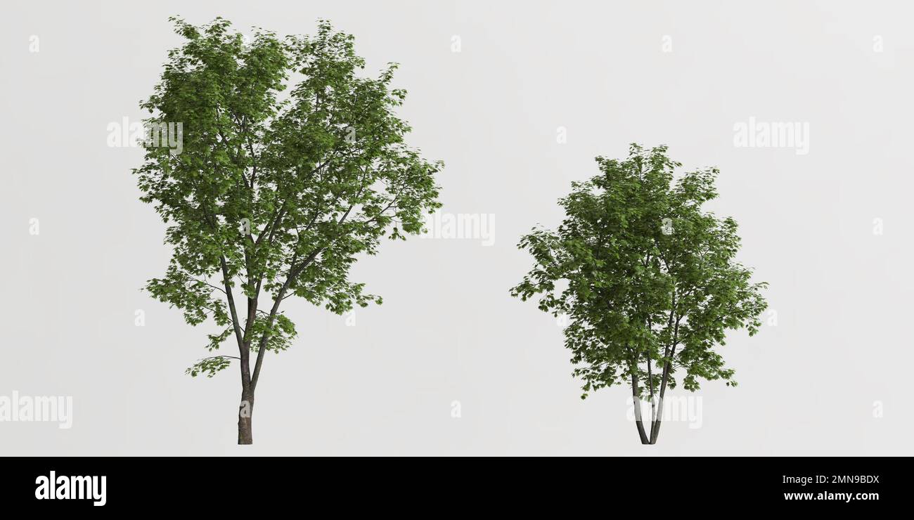 3D Abbildung eines Ahornbaums, isoliert auf weißem Hintergrund Stockfoto