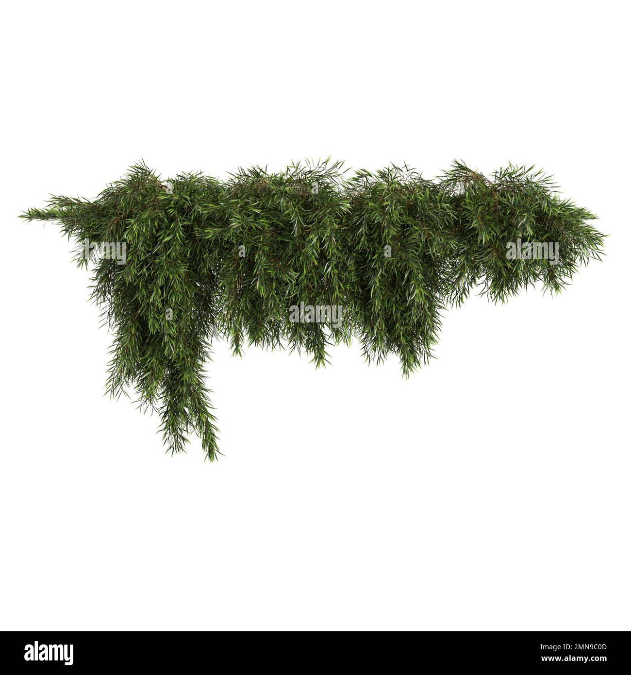 3D Abbildung der Efeu-Pflanze isoliert auf weißem Hintergrund Stockfoto 3D Abbildung der Efeu-Pflanze isoliert auf weißem Hintergrund Stockfoto