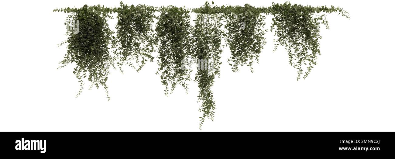 3D Abbildung der Efeu-Pflanze isoliert auf weißem Hintergrund Stockfoto