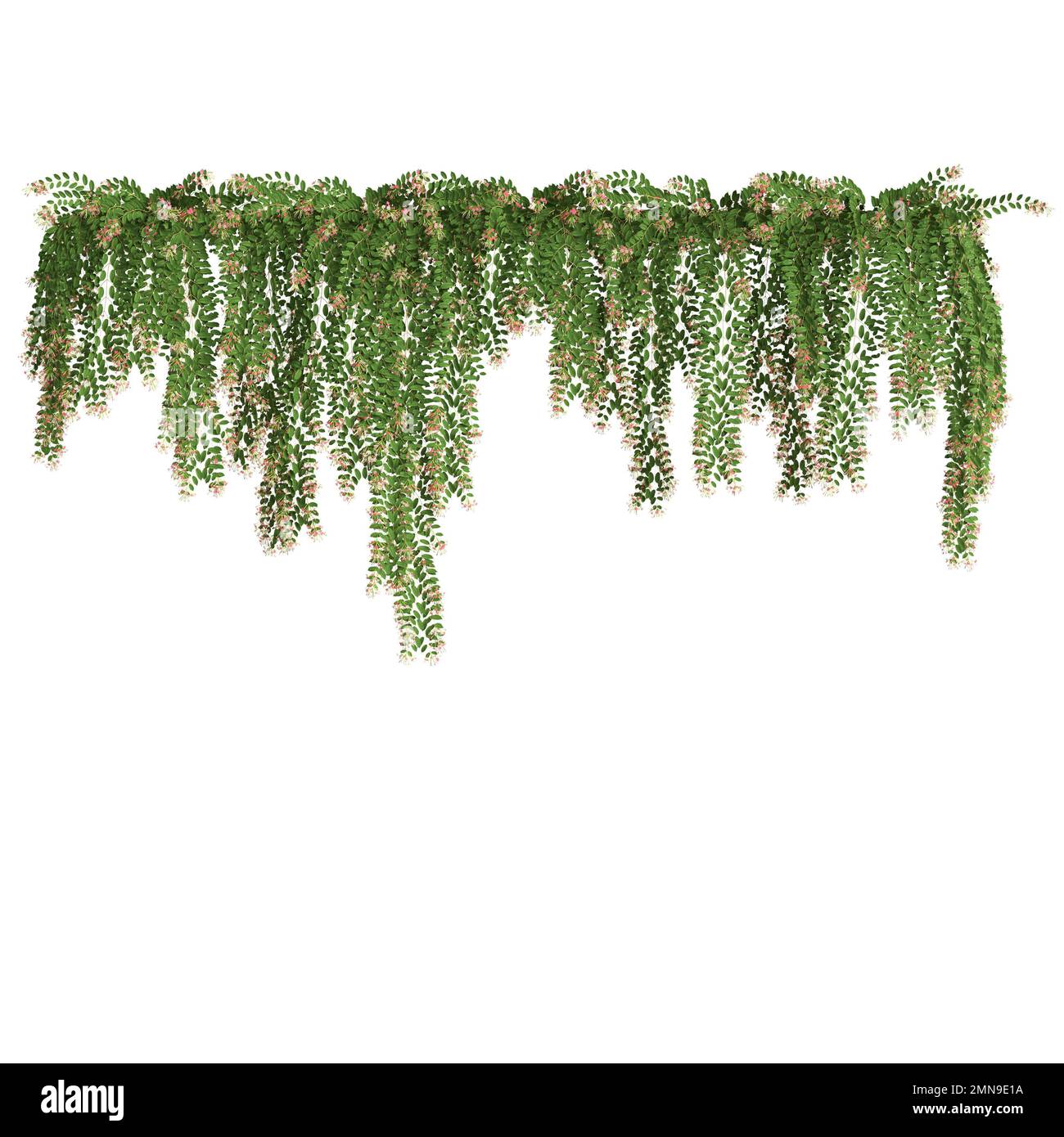 3D Abbildung der Efeu-Pflanze isoliert auf weißem Hintergrund Stockfoto 3D Abbildung der Efeu-Pflanze isoliert auf weißem Hintergrund Stockfoto