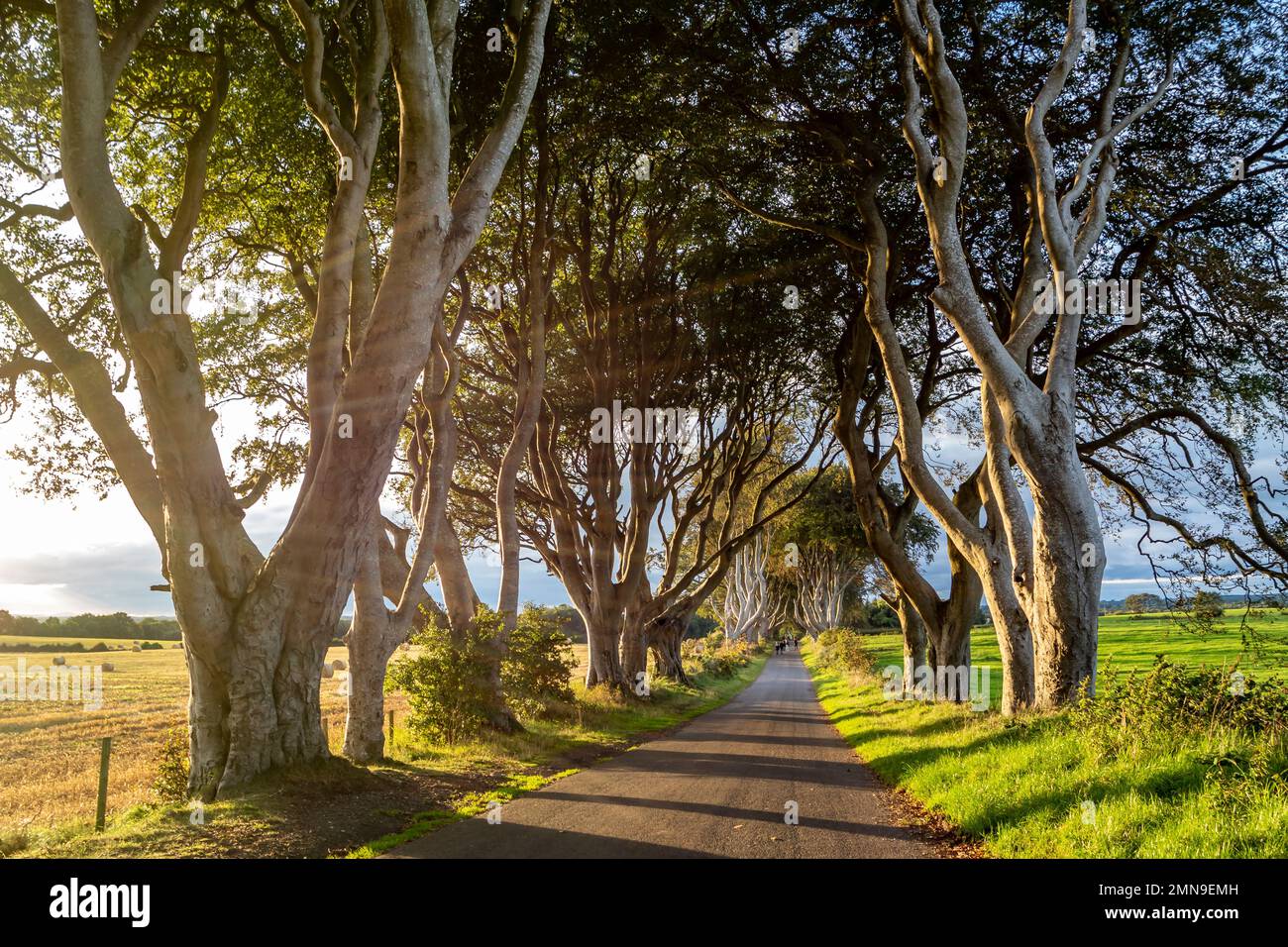 Der Dark Hedges-Baumtunnel in Ballymoney, Nordirland, Großbritannien Stockfoto