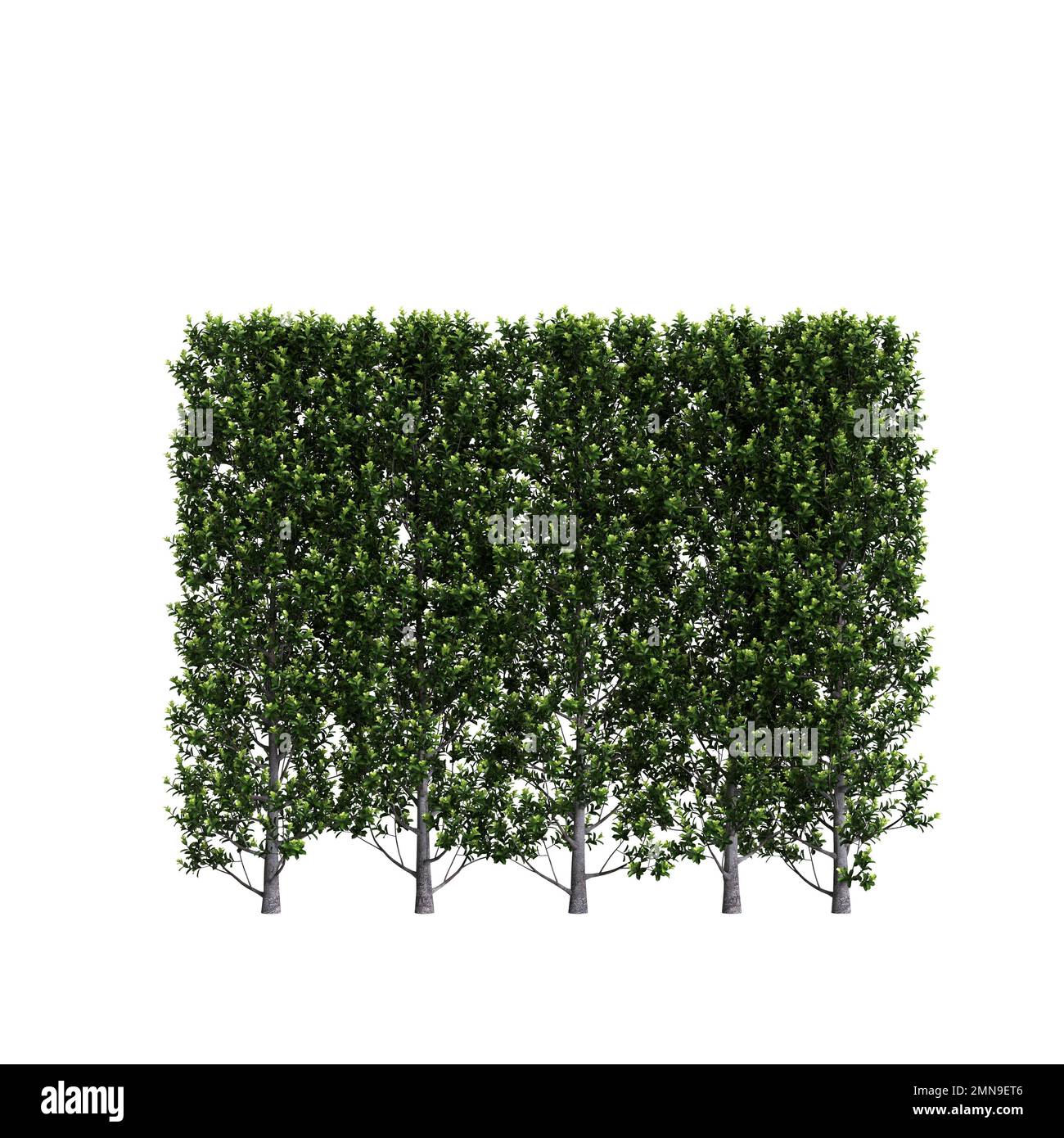 3D Darstellung der grünen Pittosporum-Säulenbuchse, isoliert auf weißem Hintergrund Stockfoto