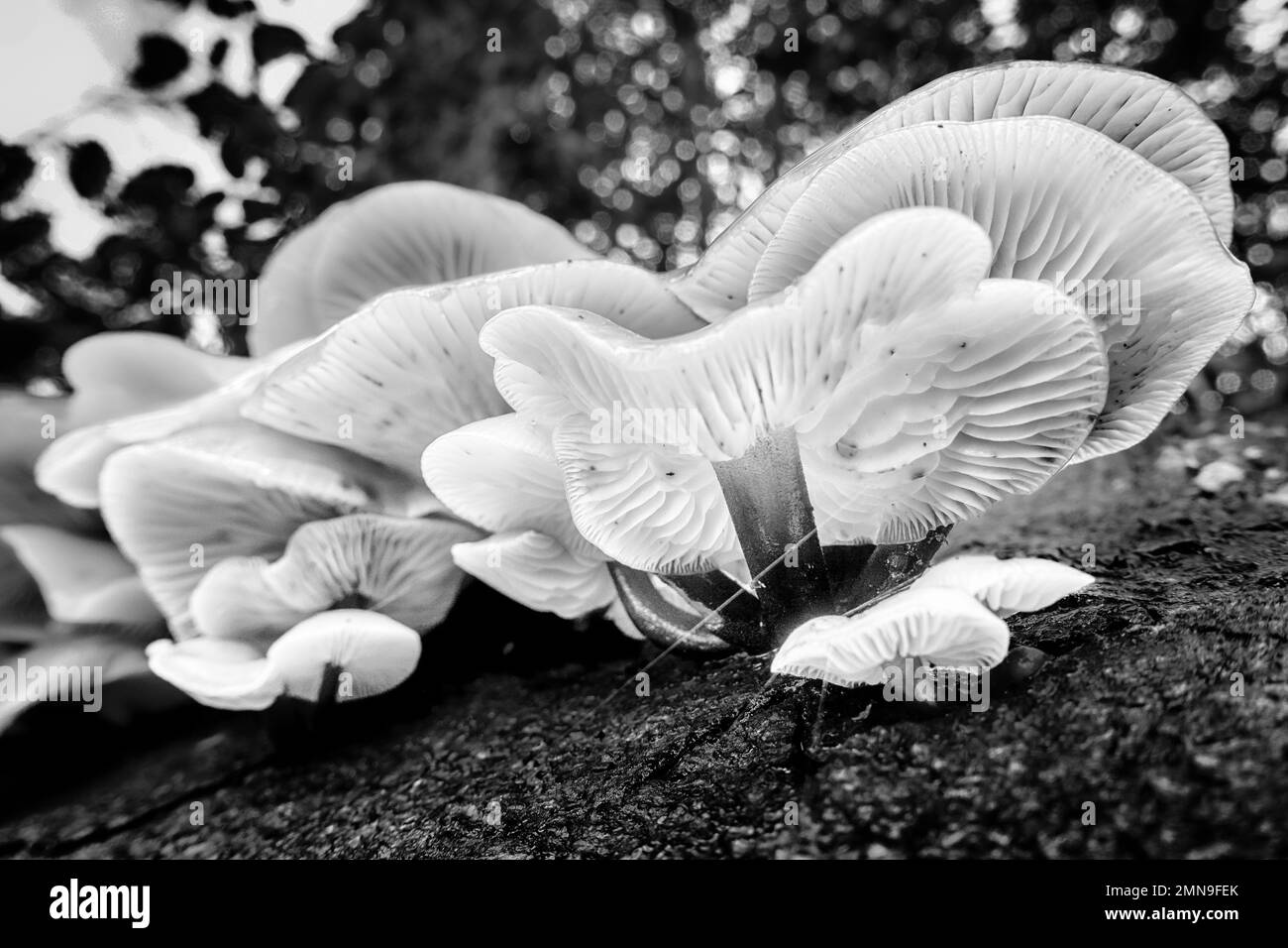Atemberaubende Gruppe von essbaren Samtstich-Pilz Flammulina velutipes, der auf totem Holz eines Baumstumpfs wächst, mit Blick auf Kiemen in Schwarz-Weiß. UK Stockfoto