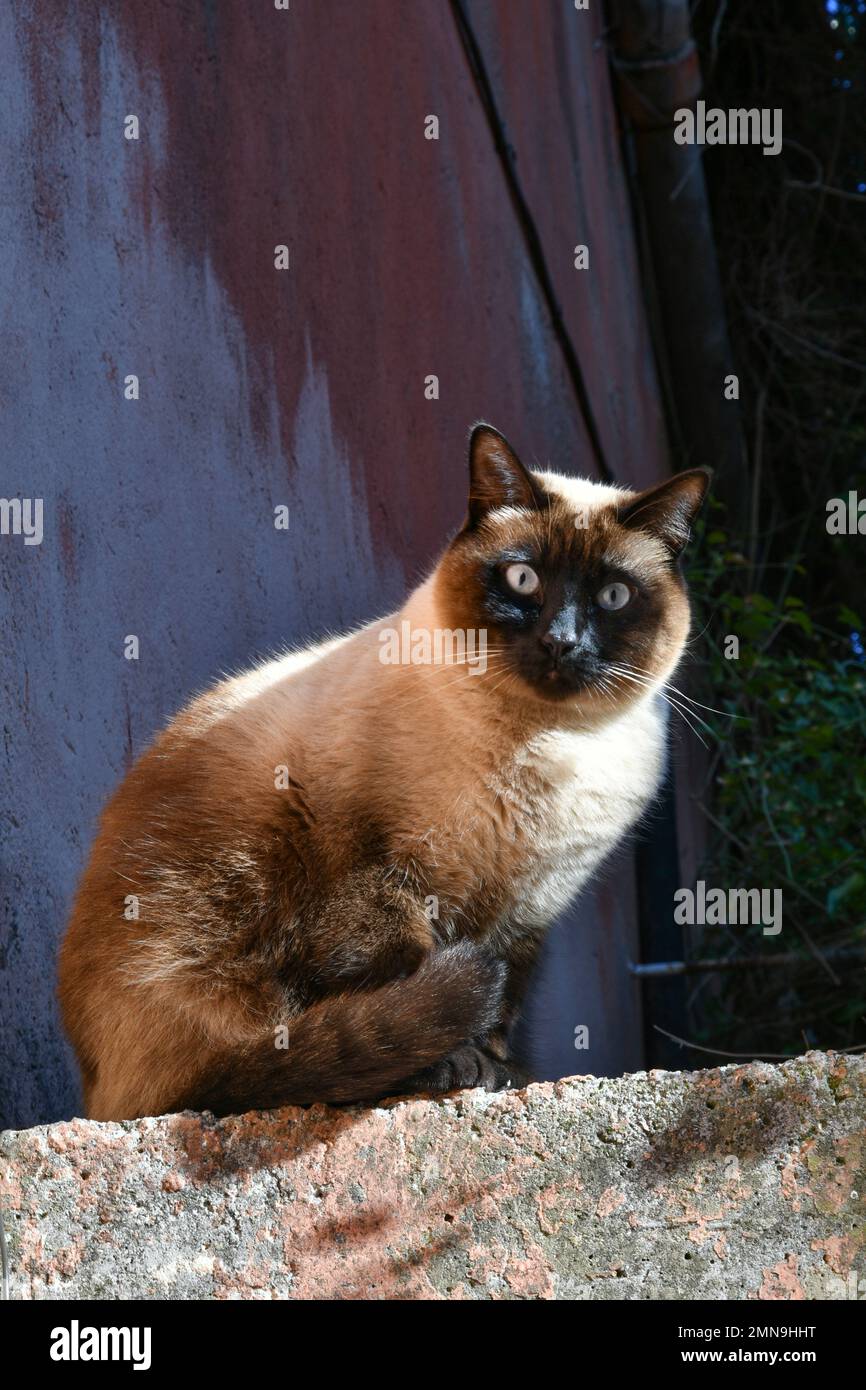Der Blick einer Katze in der engen Straße eines italienischen Dorfes. Stockfoto