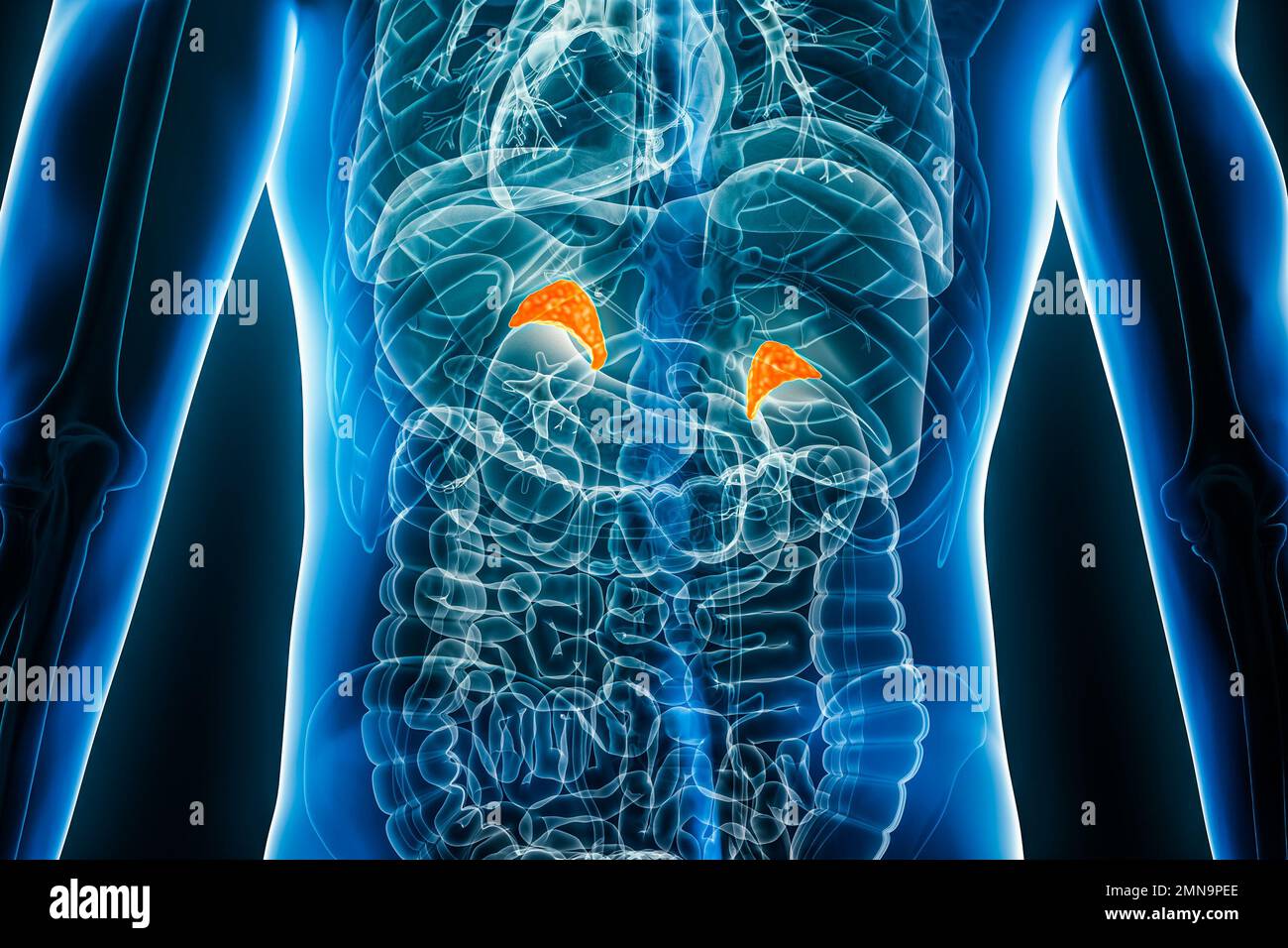 Röntgen-Nebennieren- oder Nebennieren-3D-Rendering-Rückansicht mit männlichen Körperkonturen. Menschliche Anatomie, endokrines System, Medizin, Biologie, Scie Stockfoto