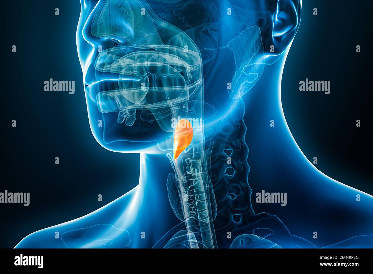 Röntgenbild der Epiglottis-3D-Darstellung mit männlichen Körperkonturen. Menschliche Anatomie, Medizin, Biologie, Wissenschaft, Gesundheitskonzepte. Stockfoto