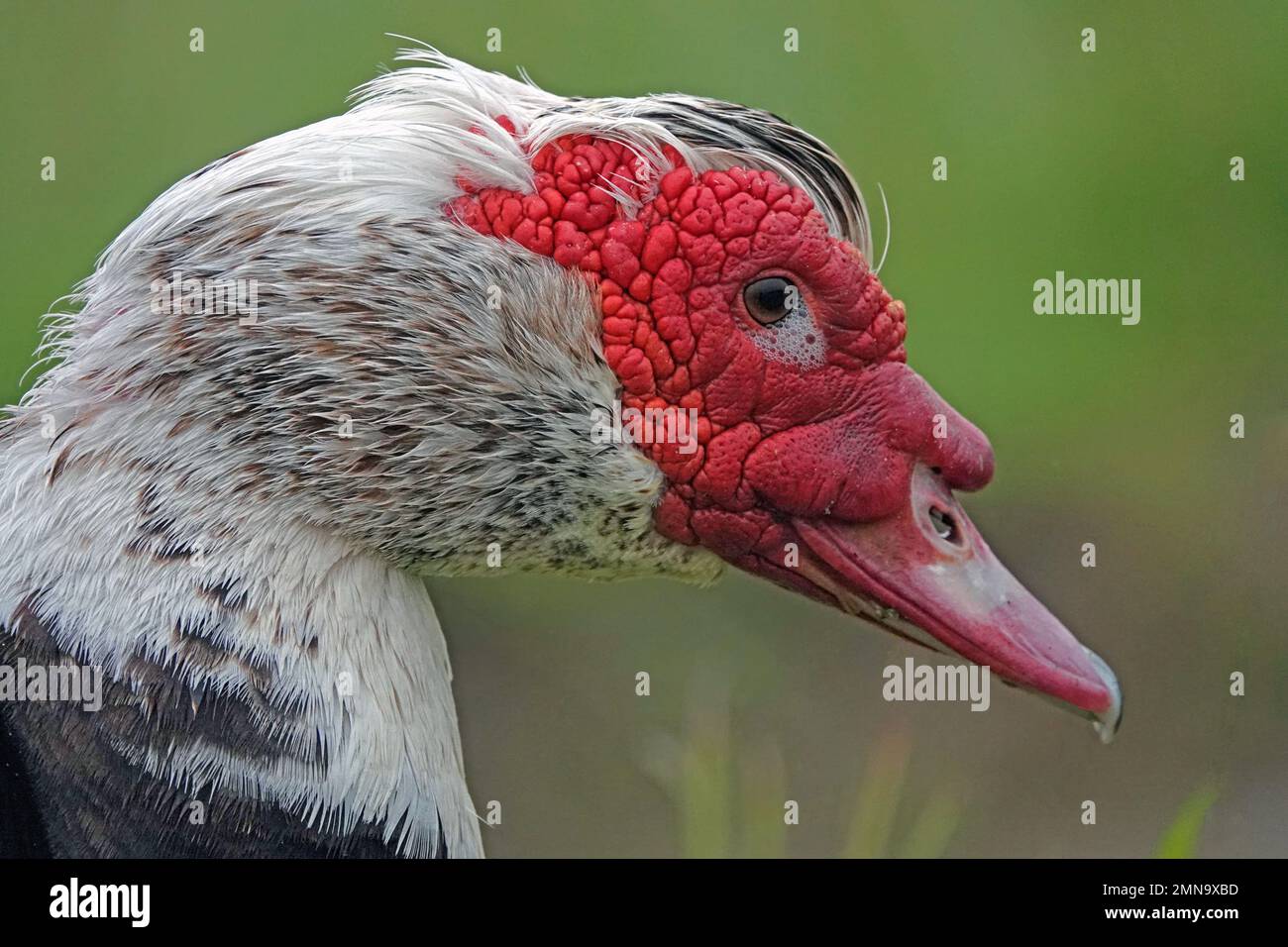 Das Gesicht einer Moschusente, auch bekannt als Berberente, wird aus nächster Nähe gezeigt, mit der roten, strukturierten Gesichtsmaske des Wasservögels auf der Insel Azoren, Portugal. Stockfoto