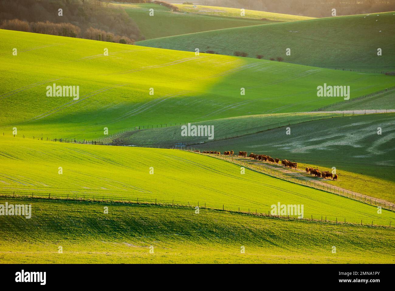 Wintermorgen auf den South Downs in der Nähe von Shoreham, West Sussex, England. Stockfoto