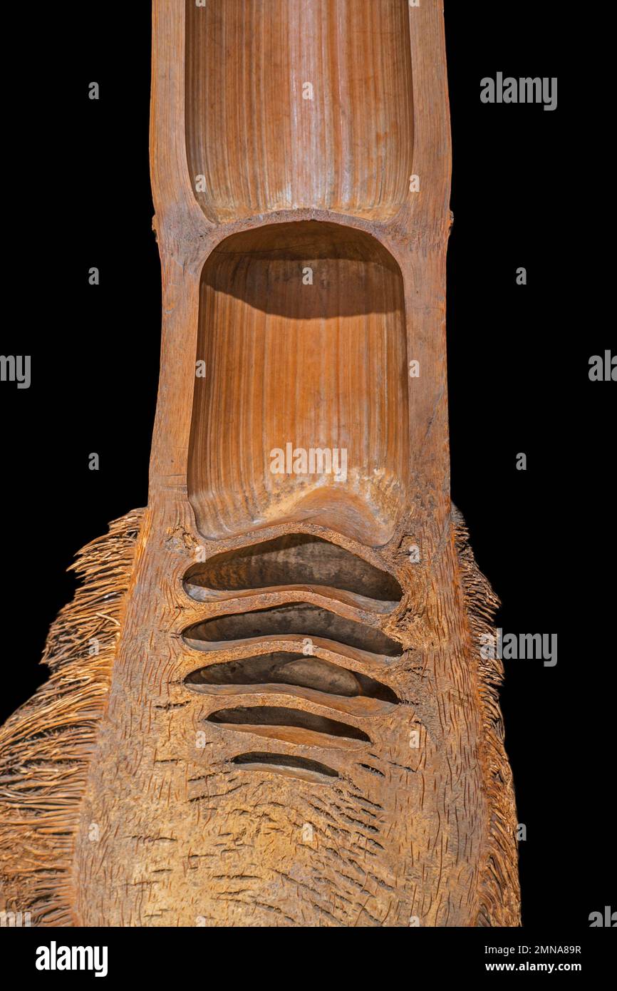 Längsschnitt/Längsschnitt des Bambusrohrs/Culm (Bambusa sp.) Innen mit hohlen Holzstielhöhlen, Zwischenknoten und Rhizomwurzeln Stockfoto
