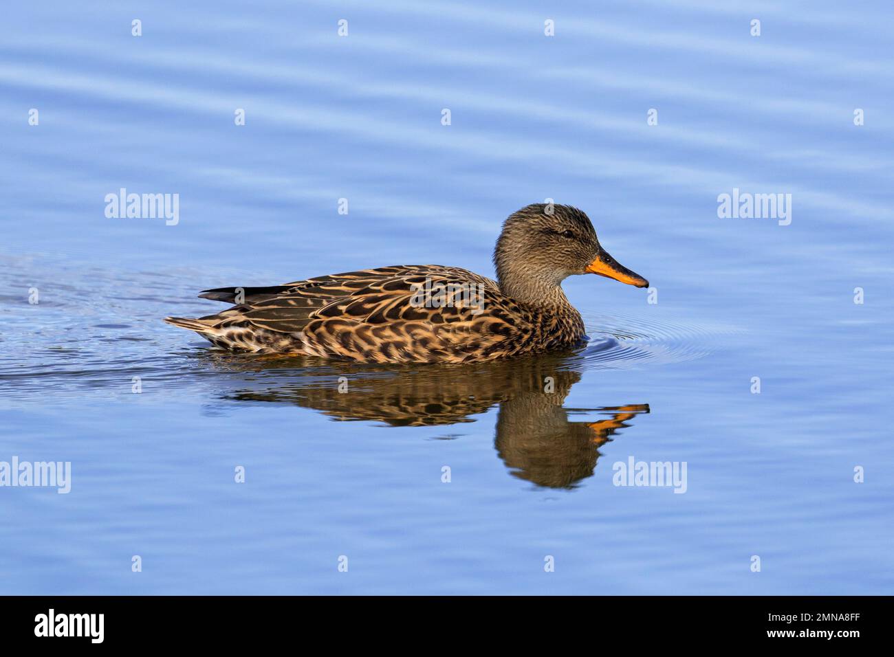 Gadwall (Mareca strepera / Anas strepera) weibliche, im Teich schwimmende Ente Stockfoto