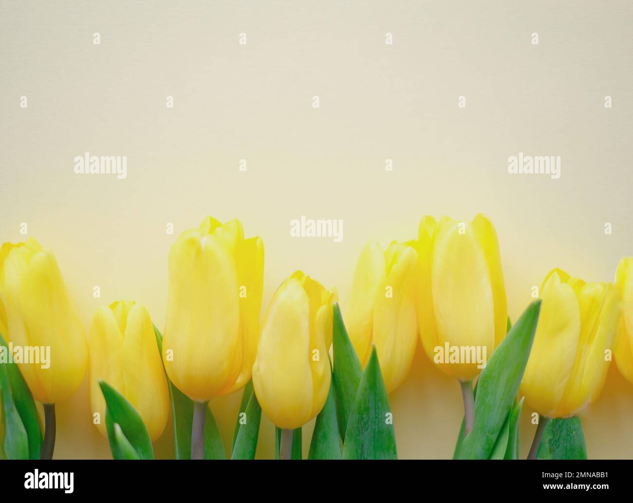 Blumenzusammensetzung. Gelbe Tulpenblüten auf weichem gelbem Hintergrund. Frühlings- und Sommerkonzept Stockfoto