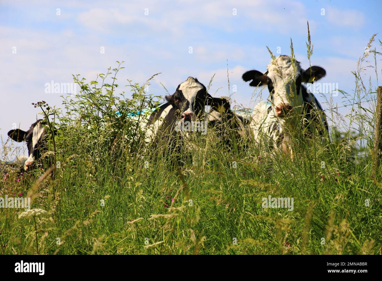 Holstien friesische Kühe, die über einen Zaun in einem Feld mit langem Gras in der Landschaft von Wiltshire blicken Stockfoto