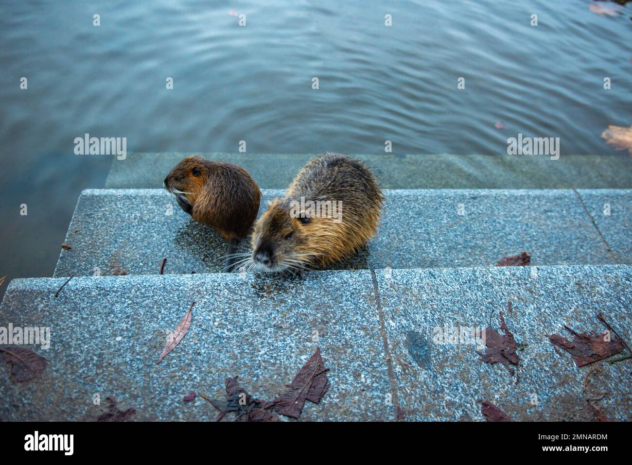 Zwei Biber klettern aus dem Wasser auf die blaue Treppe Stockfoto