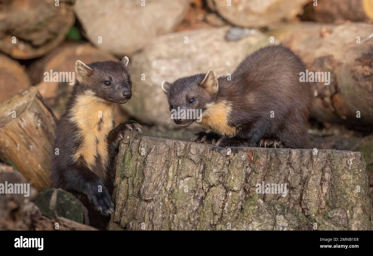 Kiefernmarder, Martes martes, auf einem Baum in Schottland im Sommer Stockfoto