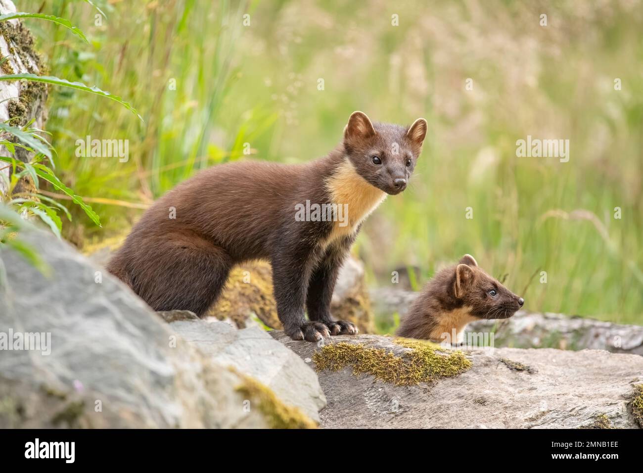 Pinienmarder, Martes martes, auf einem Felsen in Schottland im Sommer Stockfoto