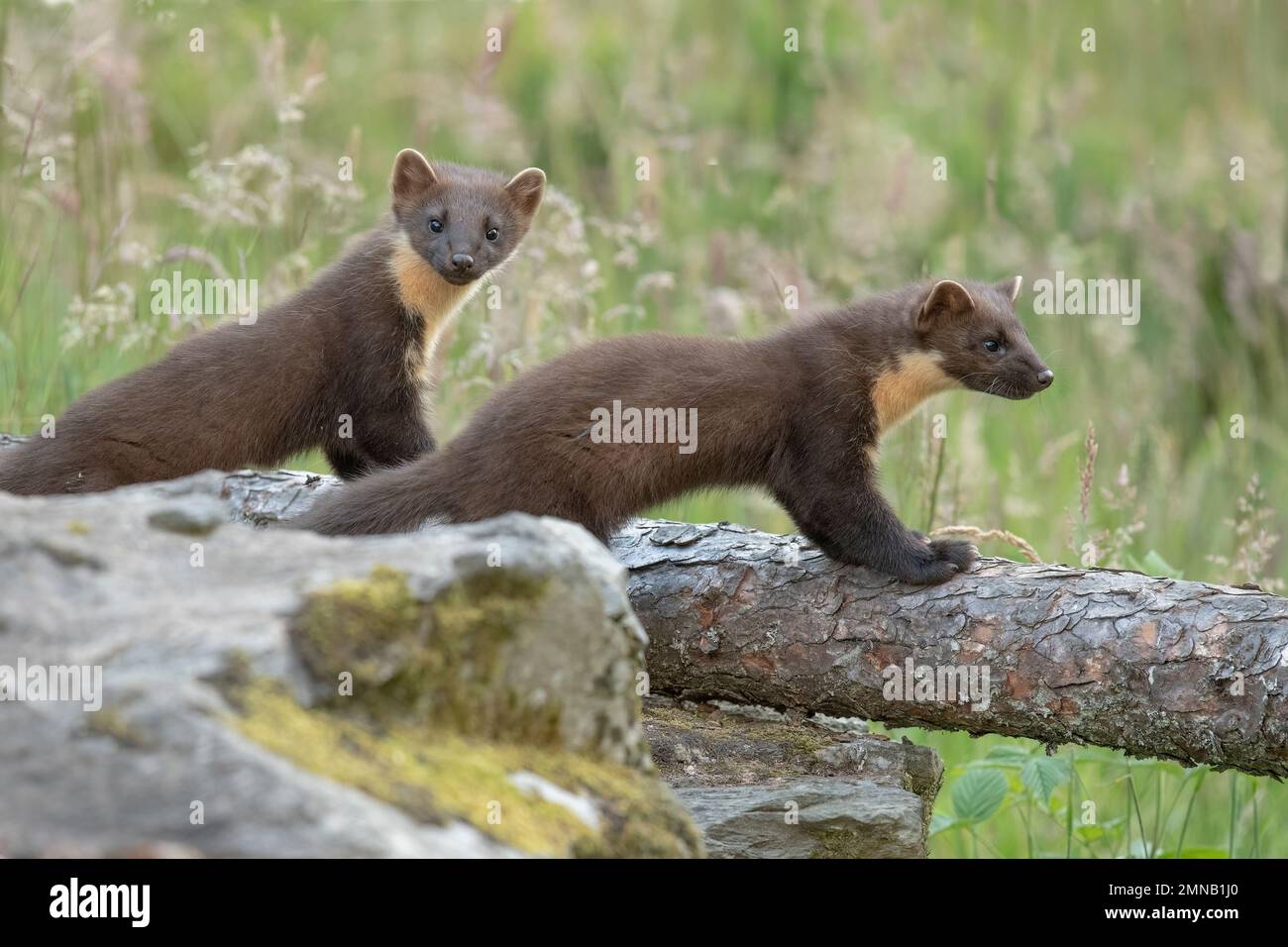 Kiefernmarder, Martes martes, auf einem Zweig in Schottland im Sommer Stockfoto