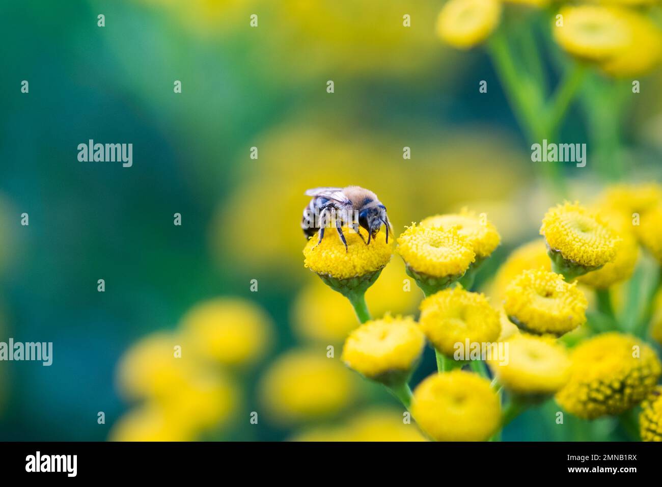 Eine Frau von Colletes daviesanus auf einem seiner Lieblingsgerichte, dem Tansy (Tanacetum vulgare), da es sich nur von asteraceae ernährt. Stockfoto