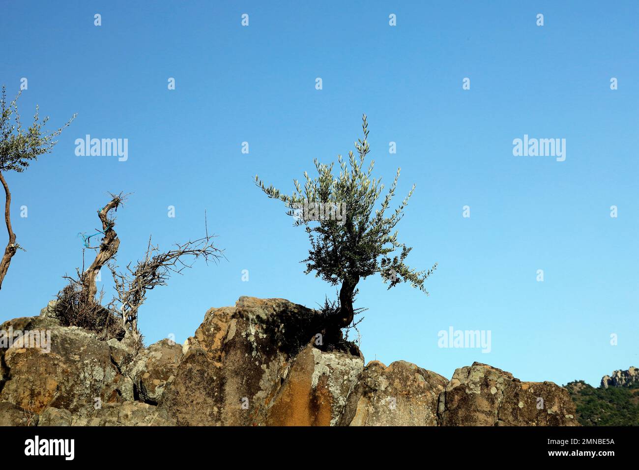 Bäume vor der Skyline, die zwischen Felsen wachsen. Lesbos Island September/Oktober 2022 Stockfoto