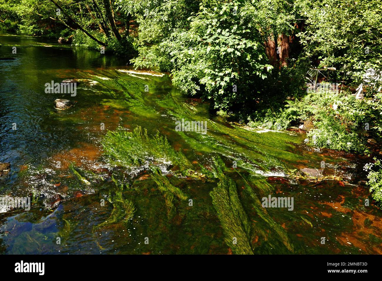 Promenade du Bois d'Amour; Fluss Aven, Pont-Aven, Finistere, Bretagne, Bretagne, Frankreich, Europa Stockfoto