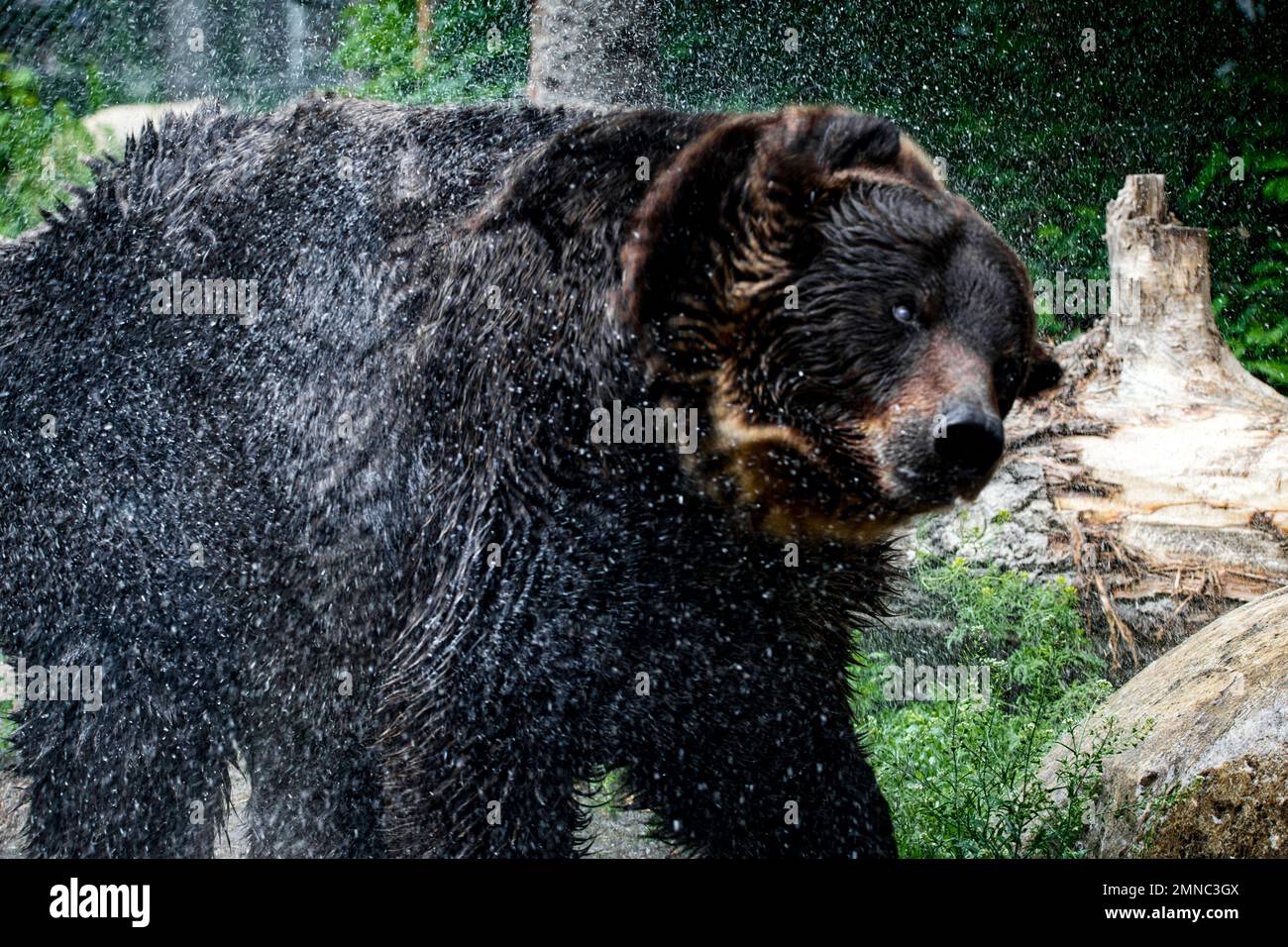 Seitenprofil eines erwachsenen schwarzen Bären, der das Wasser in einem grünen Naturhintergrund abschüttelt Stockfoto