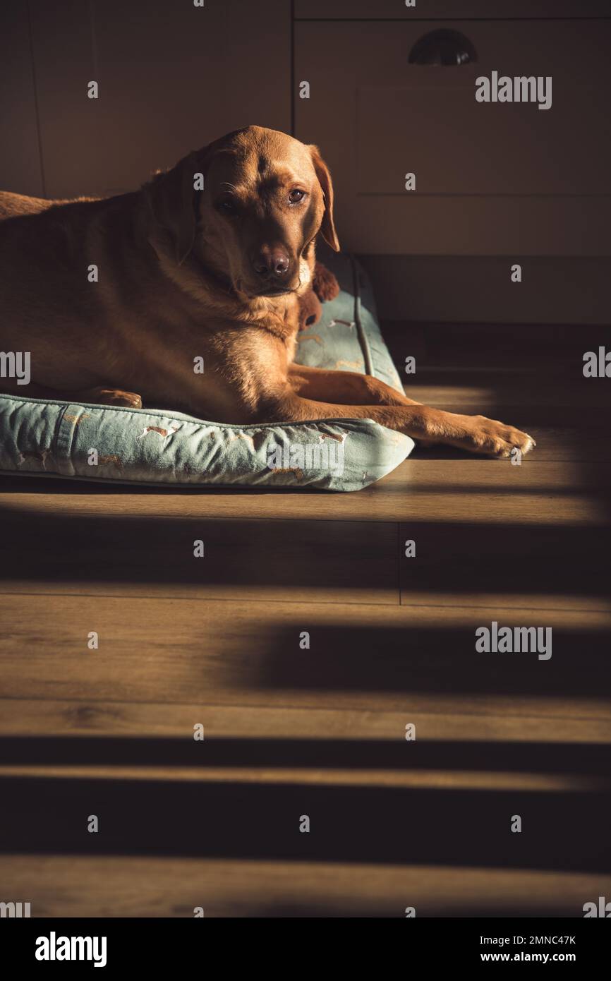 Ein ranghöchster, roter Labrador Retriever-Revolverhund, der zu Hause auf einem bequemen Bett ruht, mit warmen Sonnenlichtschächten aus einem Fenster mit Kopierbereich Stockfoto