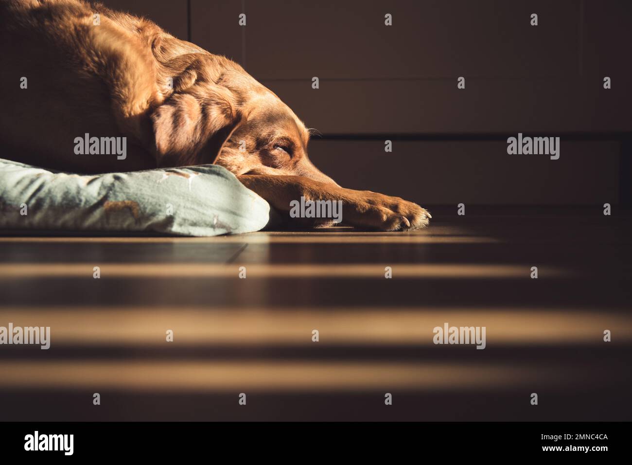Ein fuchs-roter Labrador-Retriever-Hund, der drinnen auf einem Bett liegt und schlief, mit Schächten von warmem Sonnenlicht und Kopierraum Stockfoto