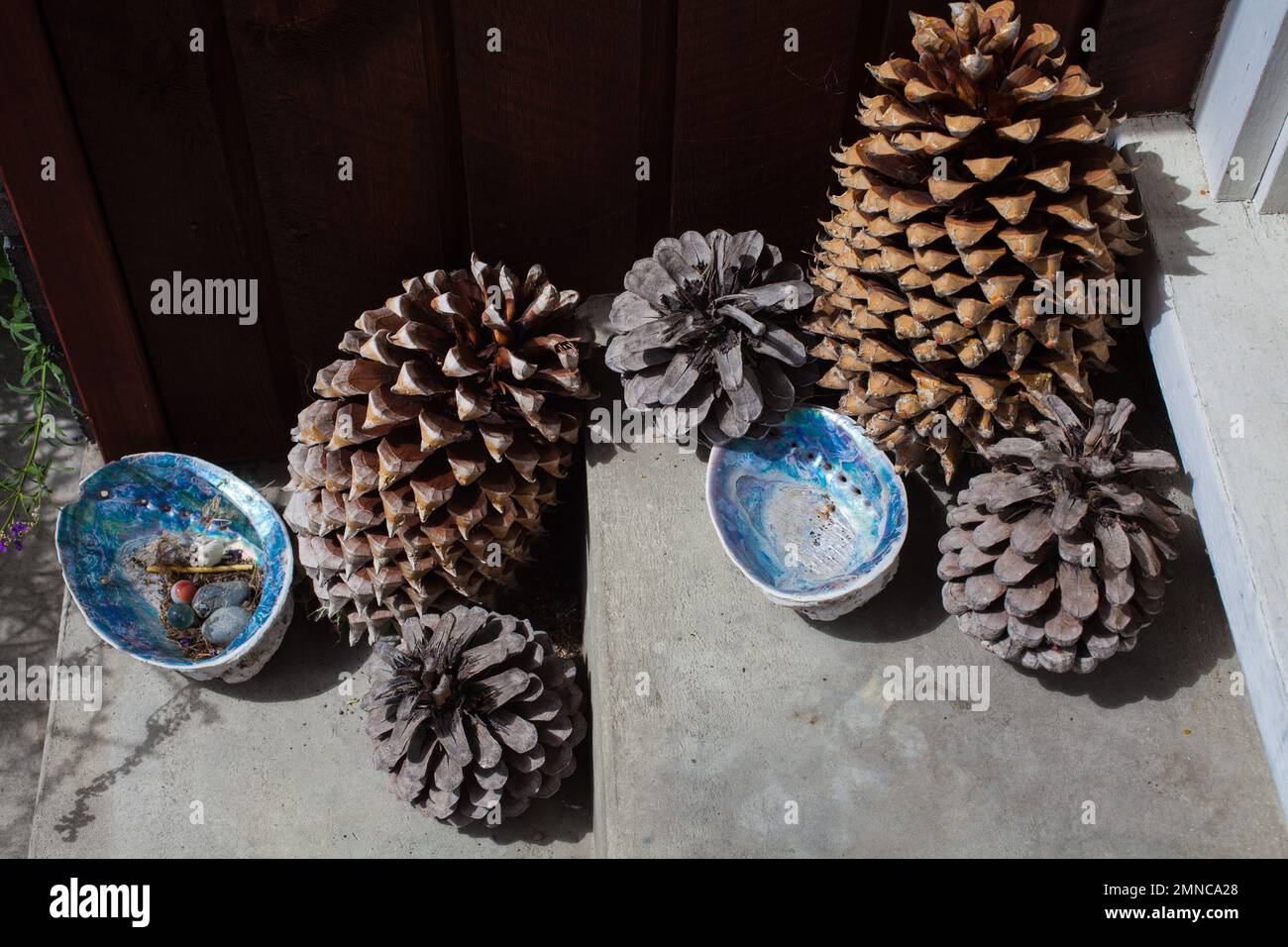 Ein Blick auf das Leben in Neuseeland: Ein paar Kiefernzapfen und Paua-Muscheln vor meiner Tür. Kostenlose und natürliche Dekoration. Stockfoto