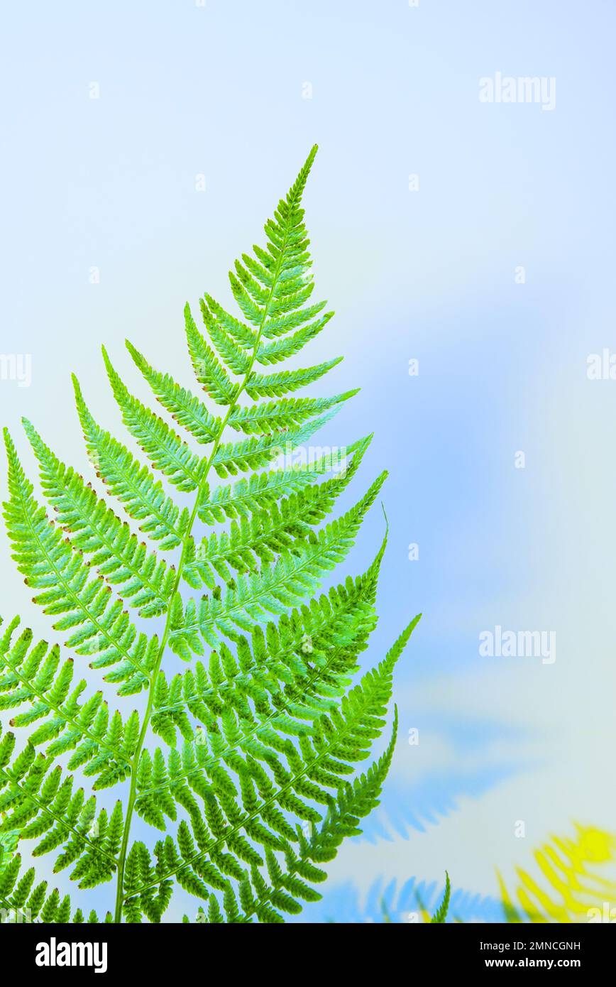 Tropisches Sommerlayout mit einem Zweig aus Farn auf weißem Hintergrund. Konzept-Kunst-Idee mit sonnigen Schatten. Naturkonzept Stockfoto