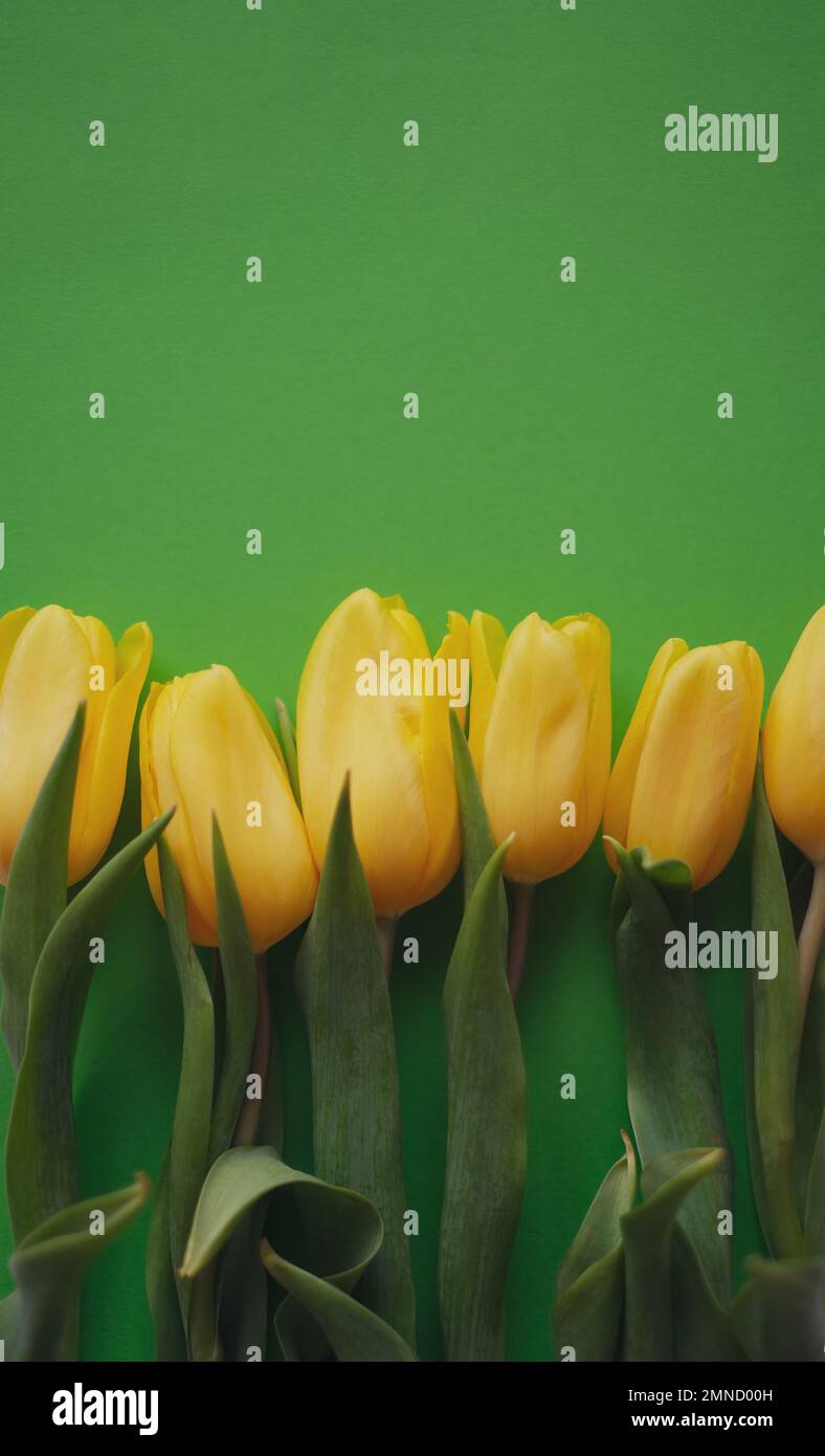 Blumenzusammensetzung. Gelbe Tulpenblüten auf grünem Hintergrund. Frühlings- und Sommerkonzept Stockfoto
