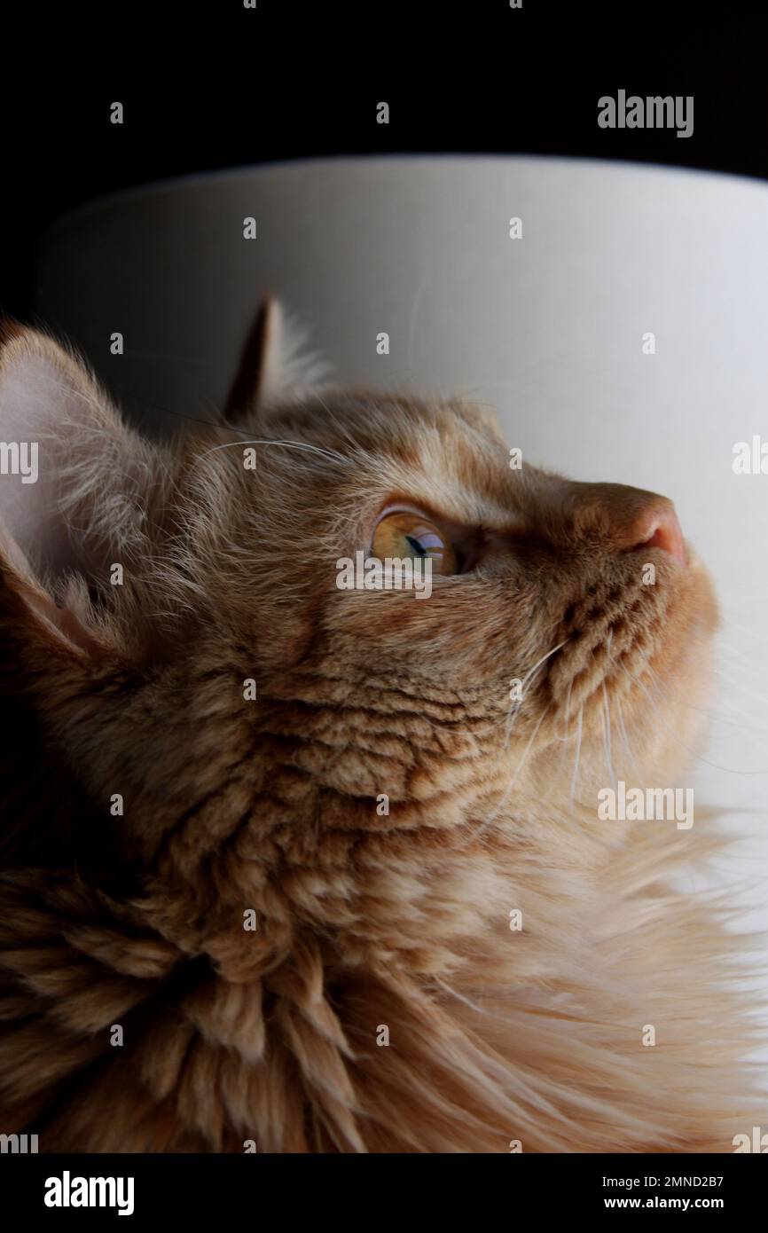 Nahaufnahme einer Ingwerkatze, Rücken und weißer Hintergrund Stockfoto