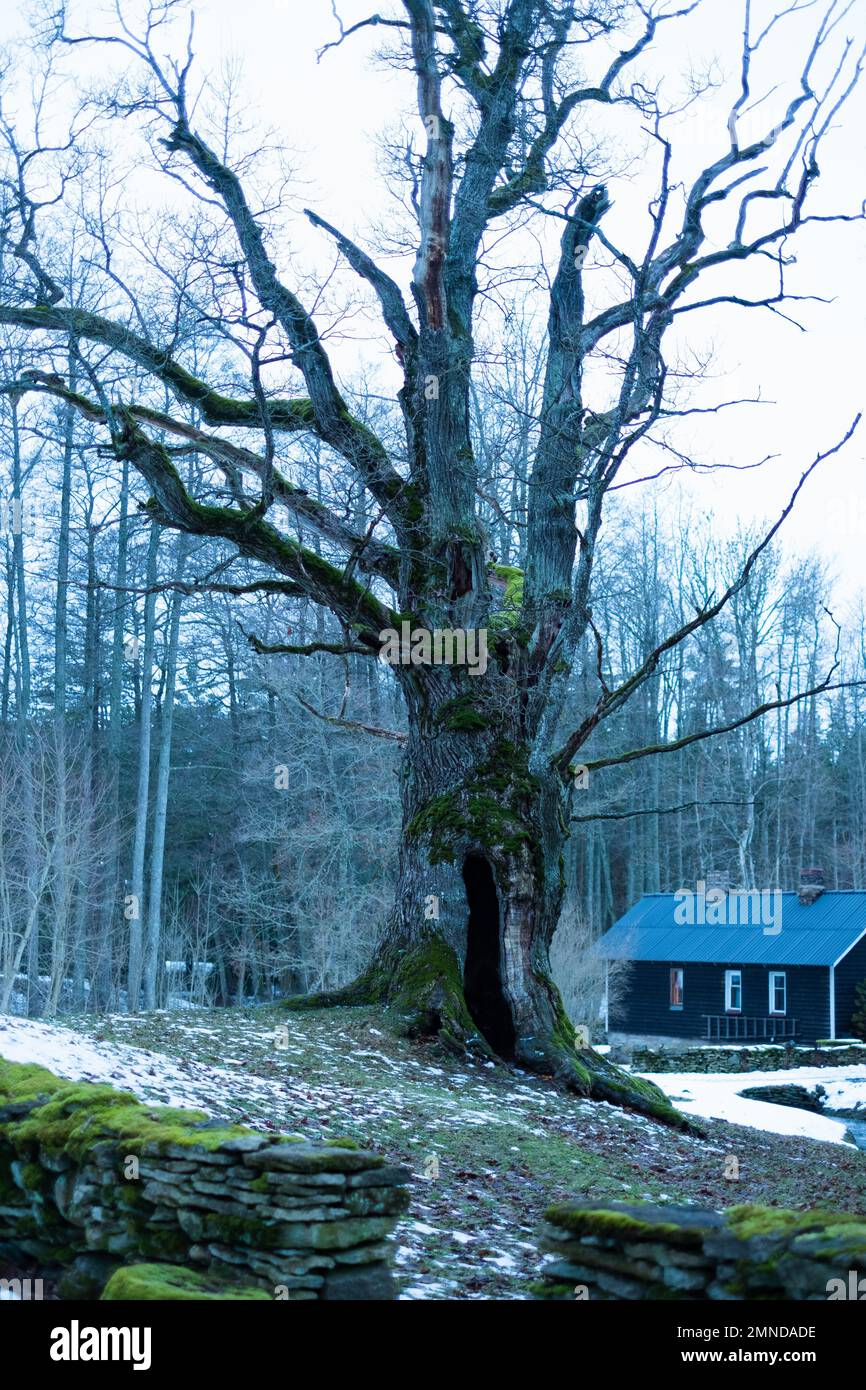 Tülivere hiie tamm (Tülivere Heilige Eiche) ist ein national geschützter heiliger Baum in Kuusalu, Estland. Stockfoto