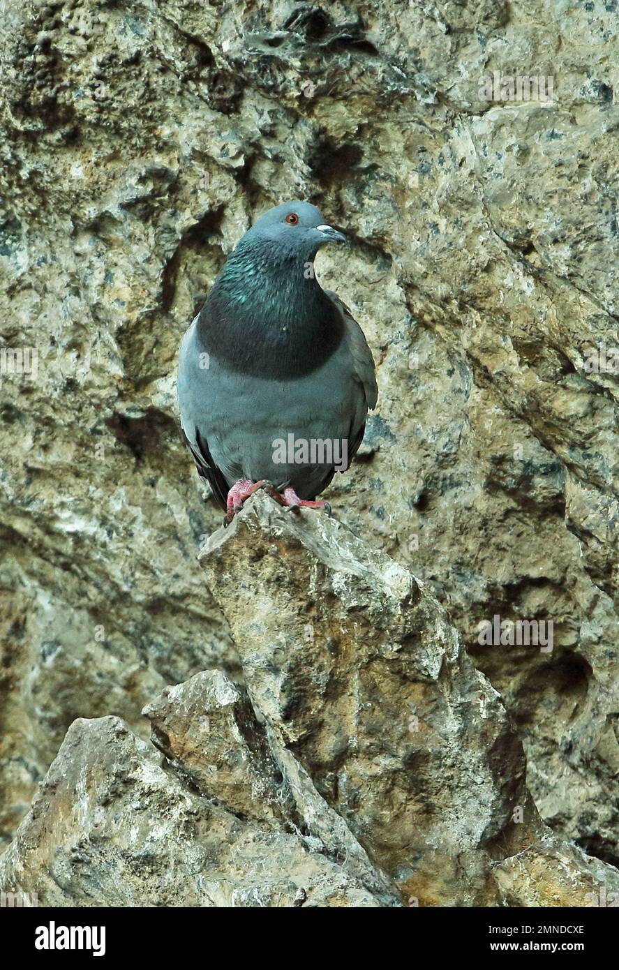 Rock Taube (Columba livia Livia) Erwachsenen auf dem Rock Blagaj, Herzegowina, Bosnien und Herzegowina April gehockt Stockfoto