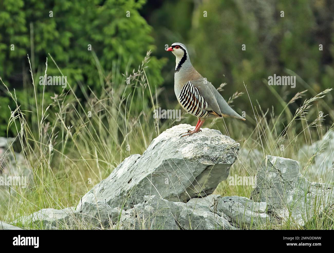 (Rock Partridge Alectoris graeca Saxatilis) männlichen Erwachsenen stehen auf Rock Podvelezje Plateau, Herzegowina, Bosnien & Herzegowina April Stockfoto