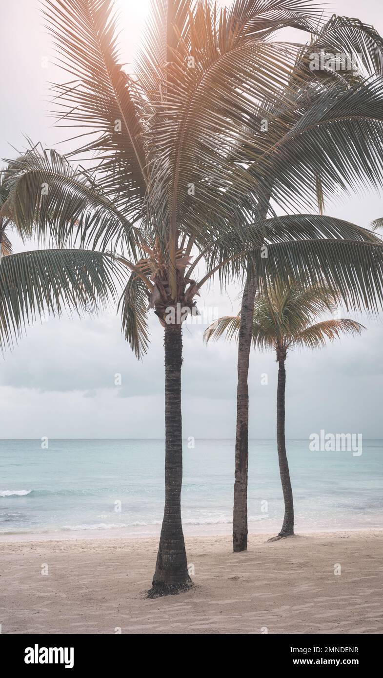 Kokospalmen an einem leeren karibischen Strand, Farbtönung angewendet, Yucatan Halbinsel, Mexiko. Stockfoto