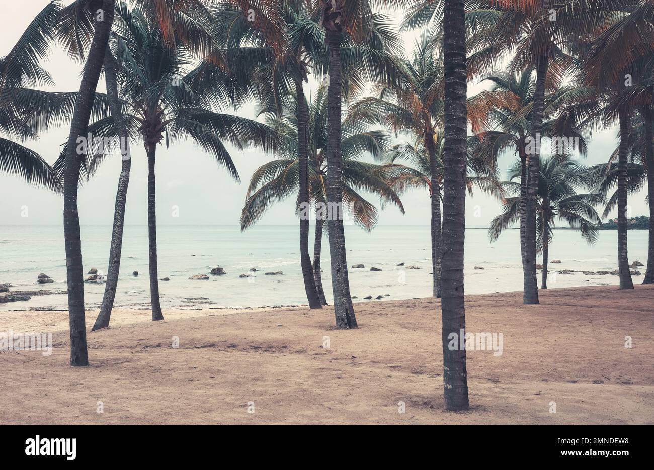 Kokospalmen an einem leeren karibischen Strand, Farbtönung angewendet, Yucatan Halbinsel, Mexiko. Stockfoto