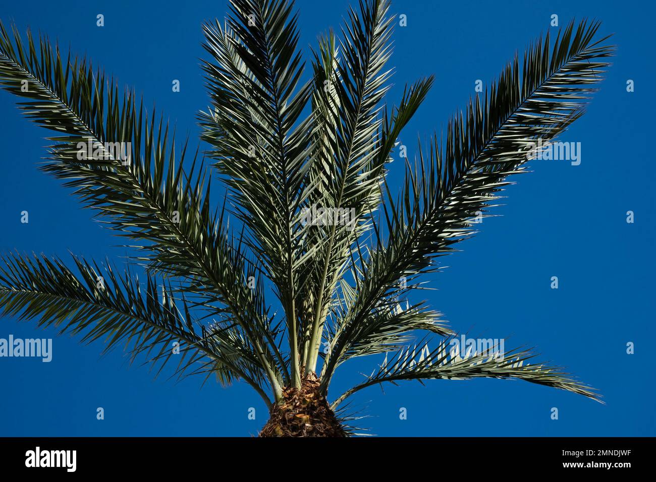 Eine Palme vor einem tiefen blauen Himmel in Kalifornien, USA. Stockfoto
