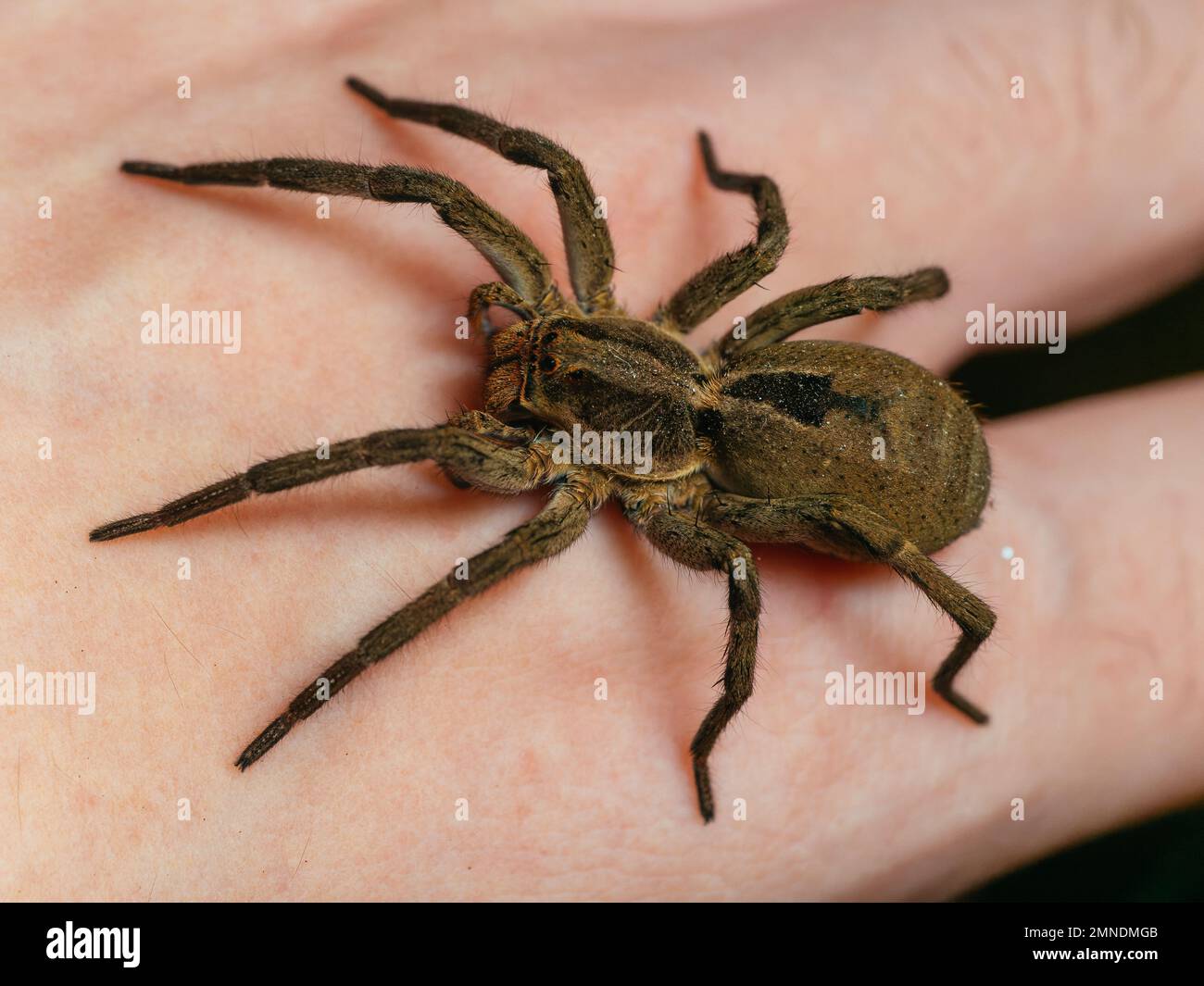 Eine Wolfsspinne (Lycosa, aranha de jardim) auf menschlicher Hand, detailliertes Porträt mit Spinnenaugen sichtbar Stockfoto